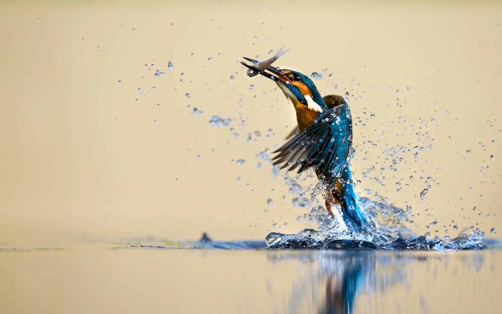 Бесплатное фото Птичка ловит рыбу в воде