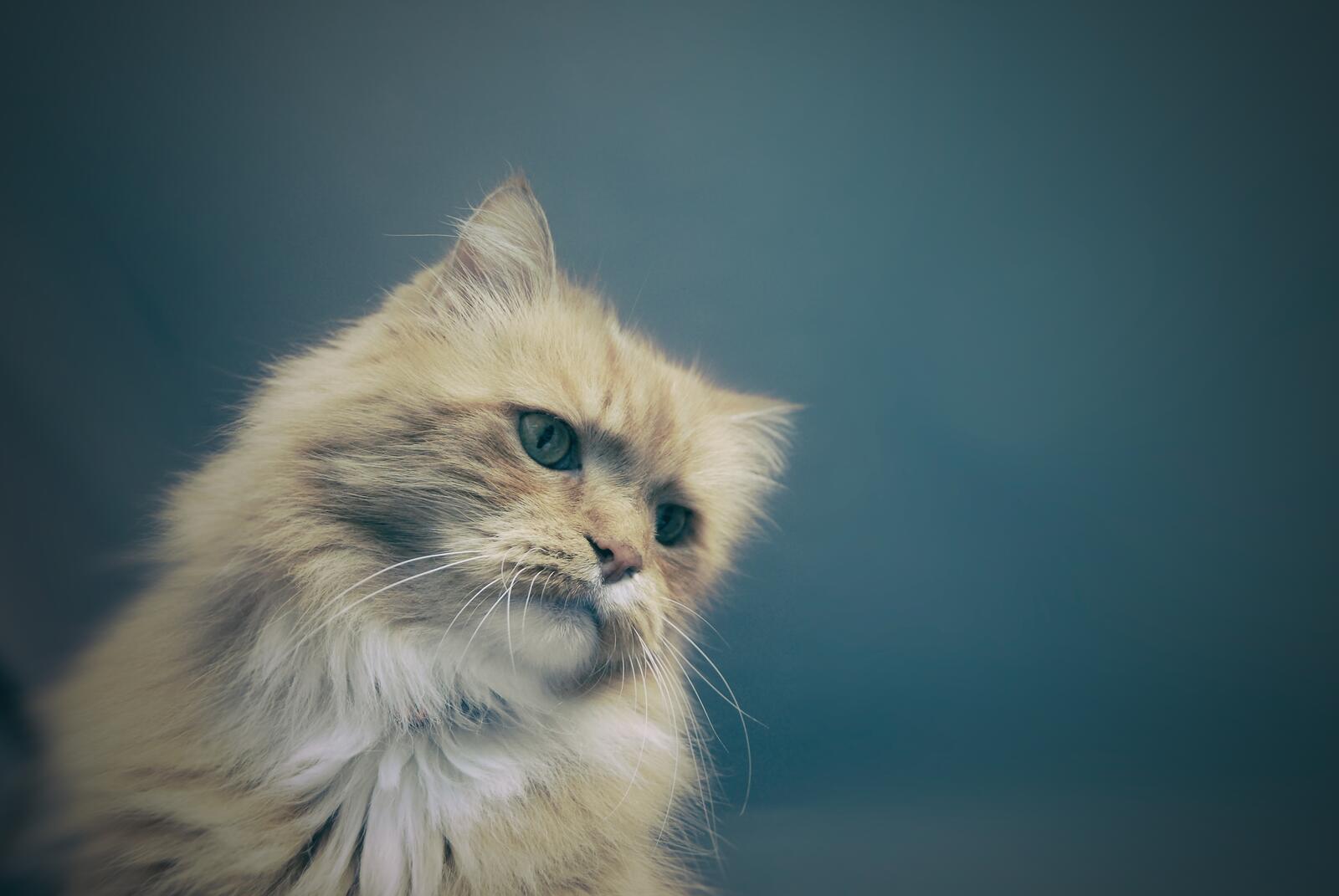 Free photo Portrait of a fluffy ginger cat