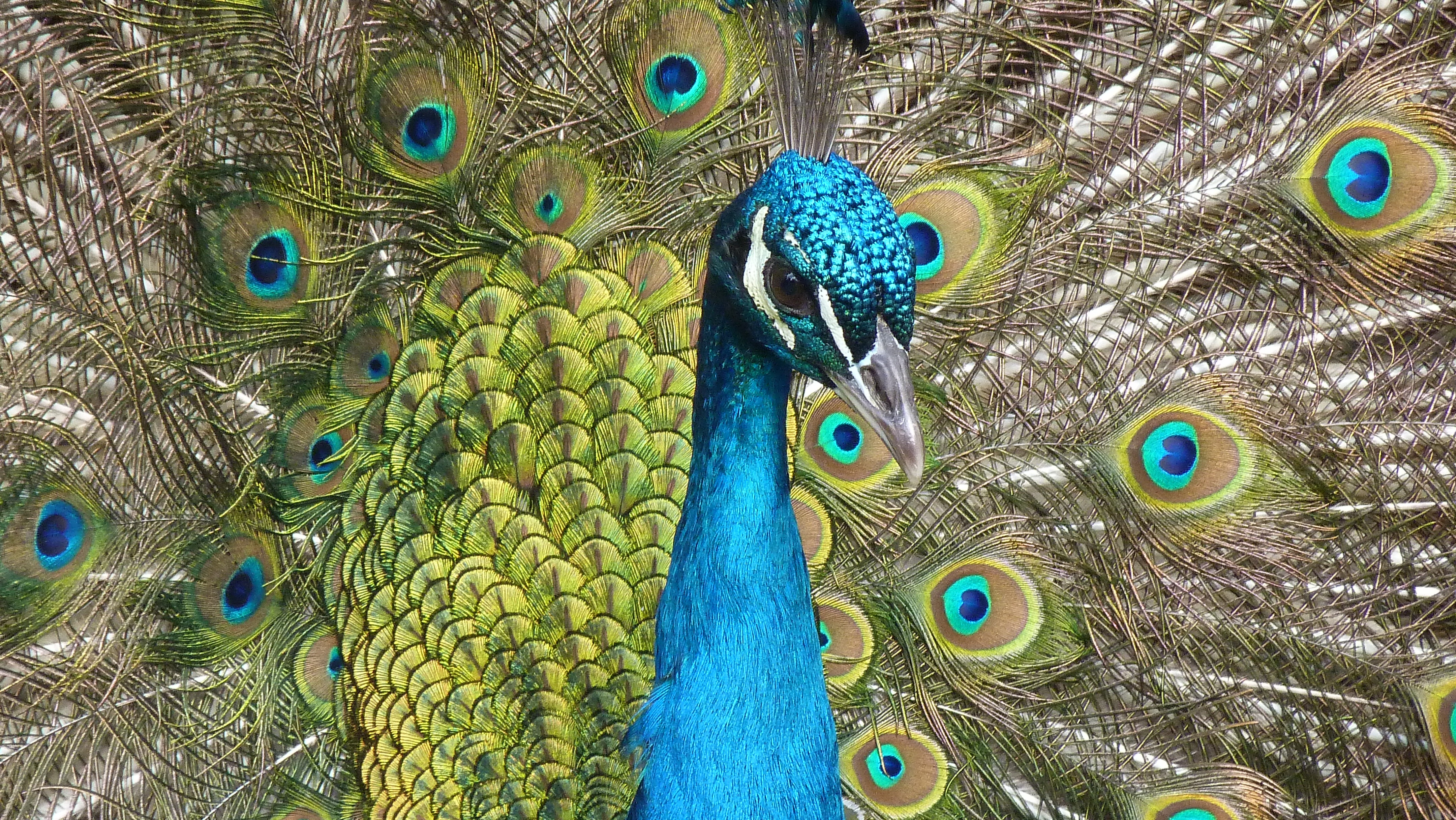 Free photo Peacock with an open tail