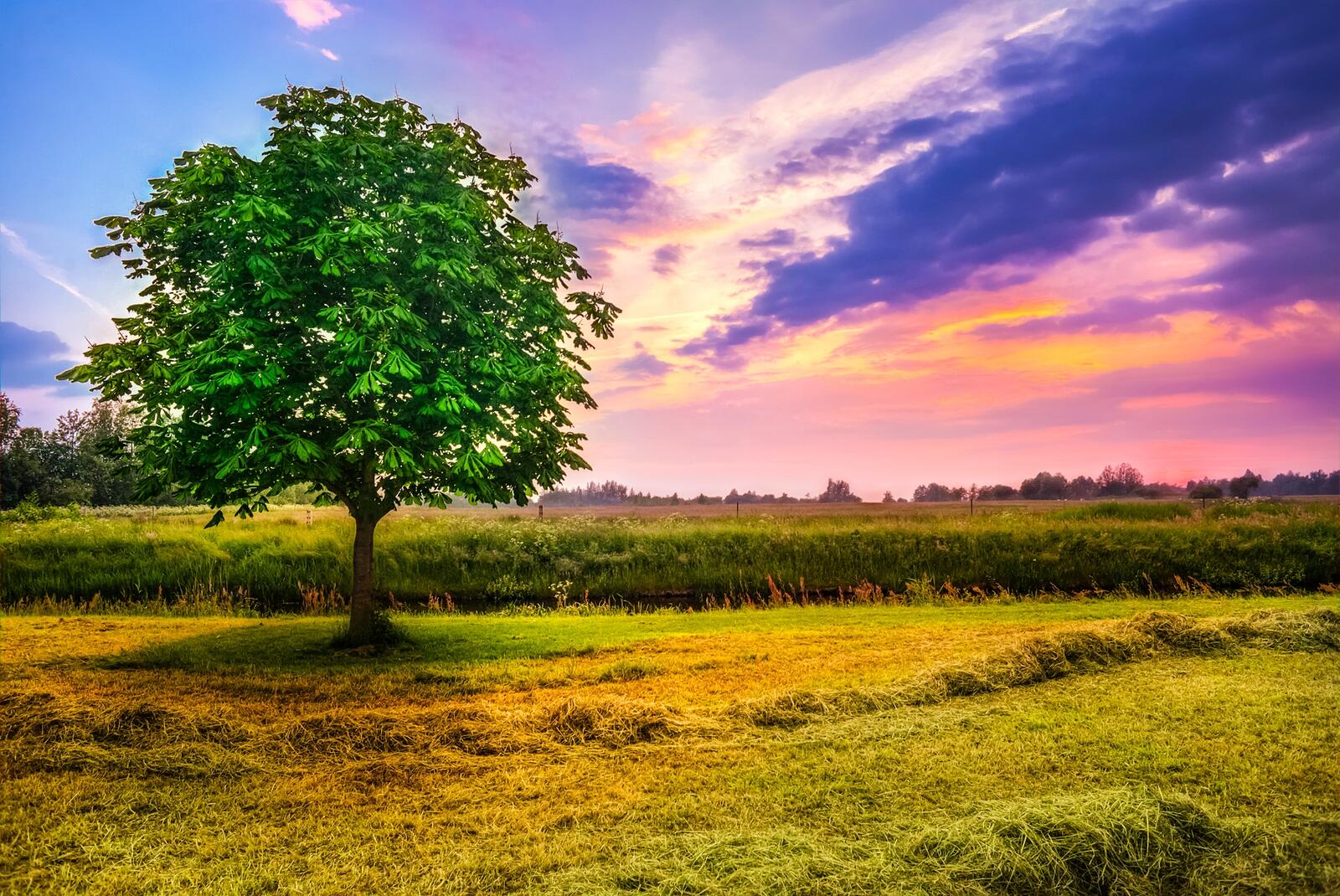 Бесплатное фото Дерево с зеленой листвой стоит у большого поля