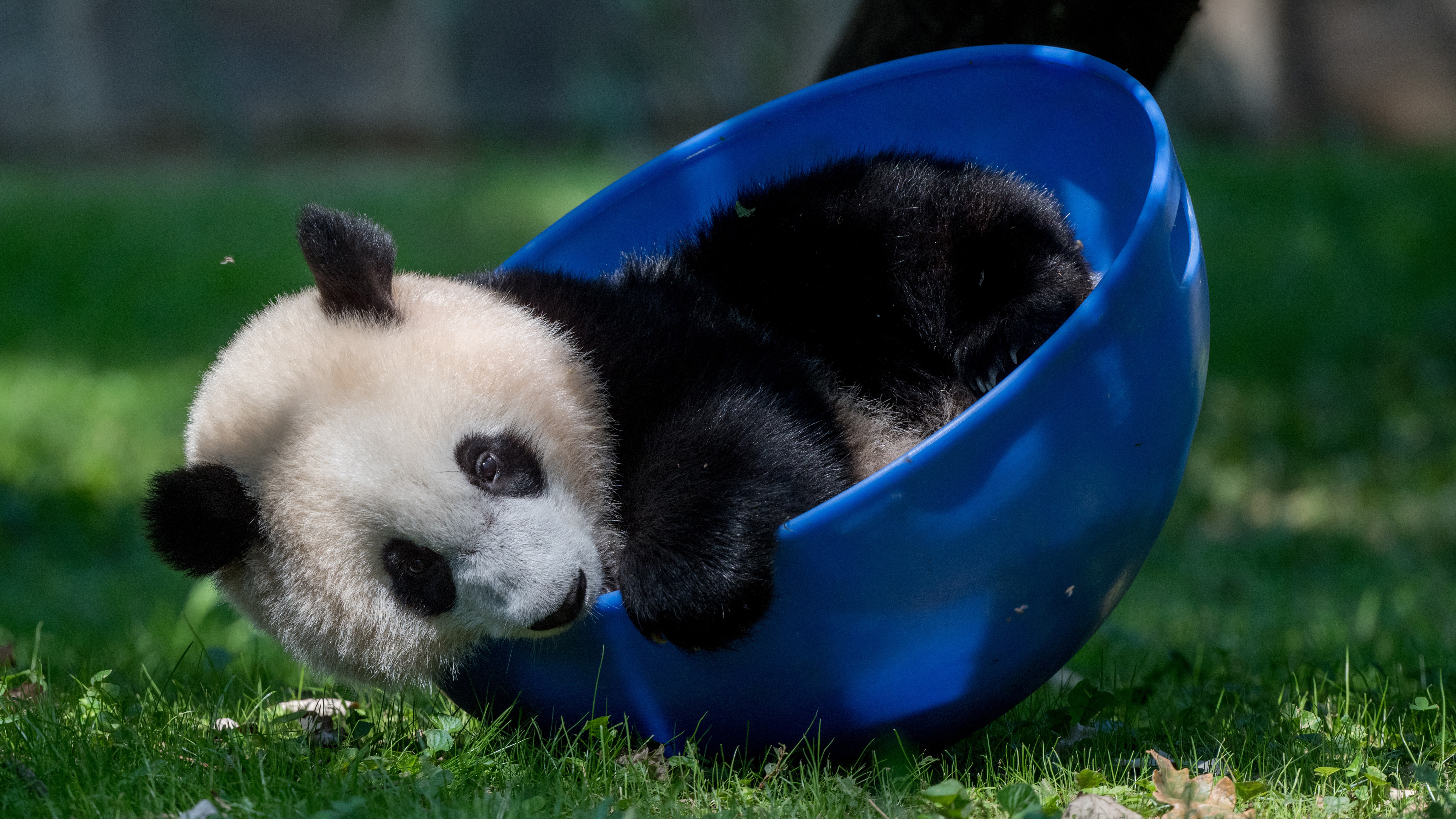 Free photo A mischievous panda cub playing with a blue basin