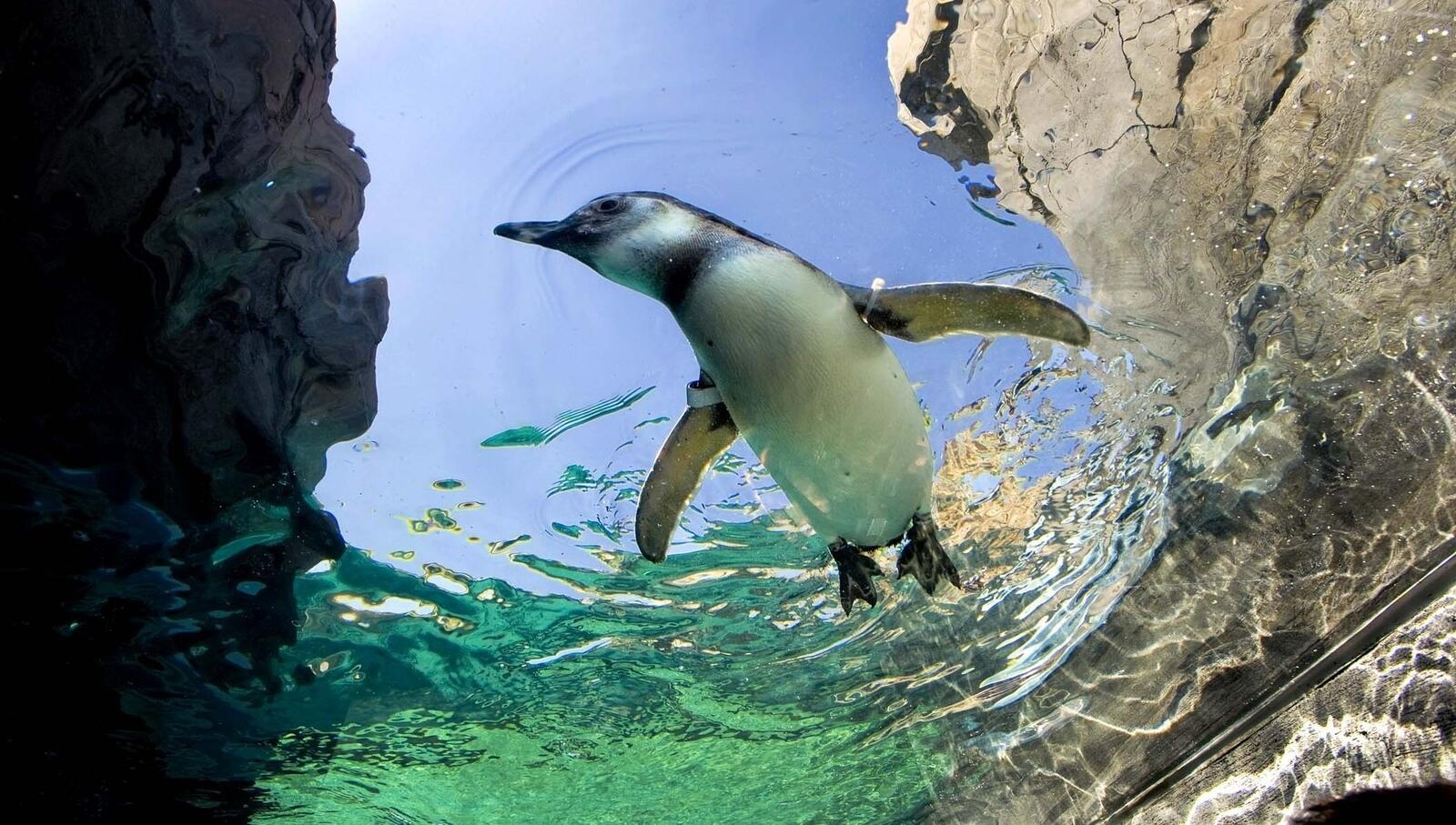 Free photo A penguin underwater