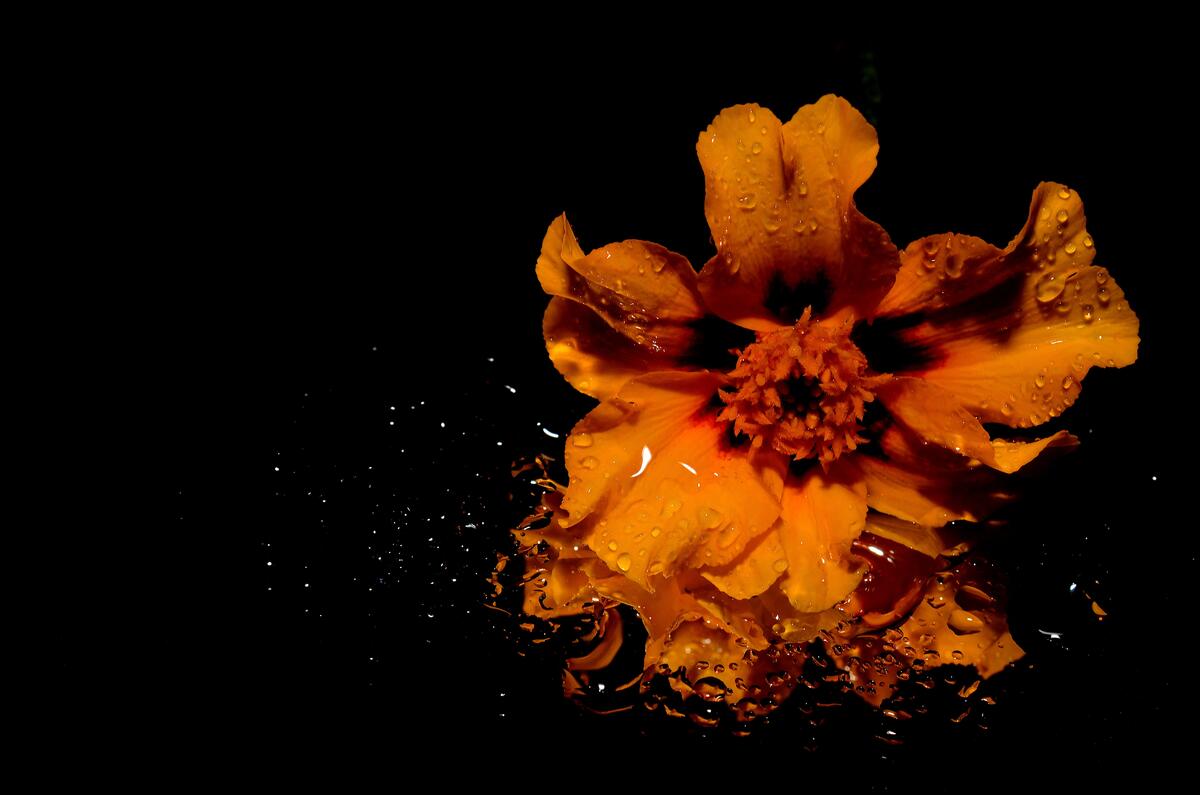 Оранжевый цветочек в воде