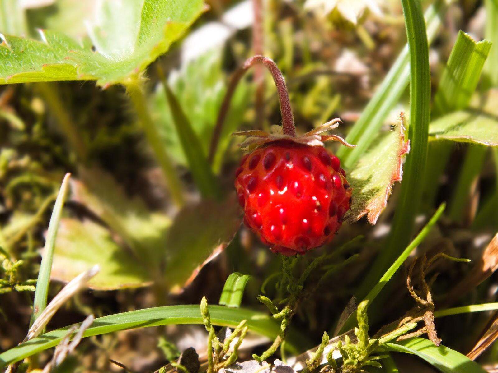 免费照片一种带有草莓浆果的灌木