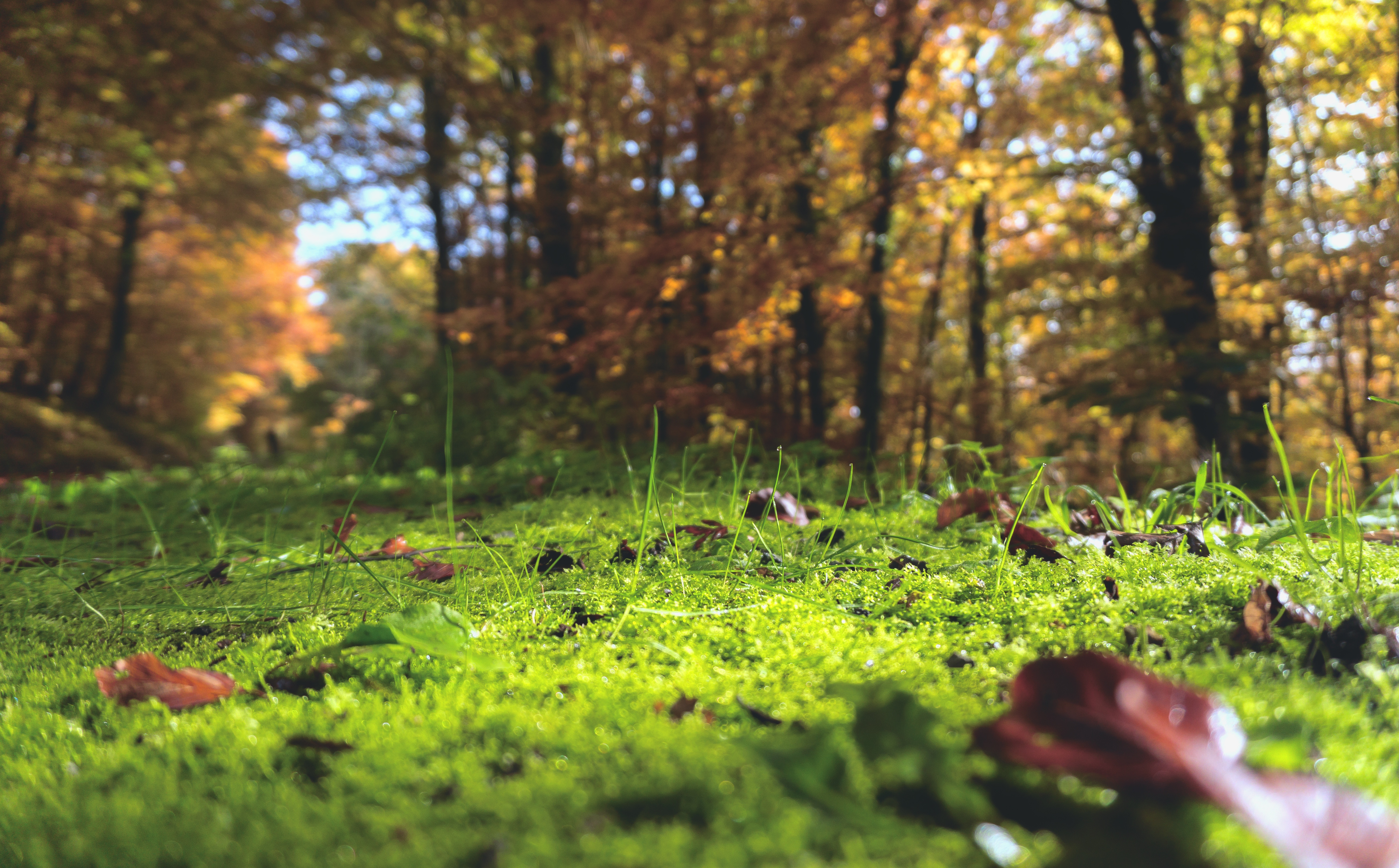 Бесплатное фото Картинка с сухими листьями на зеленой траве