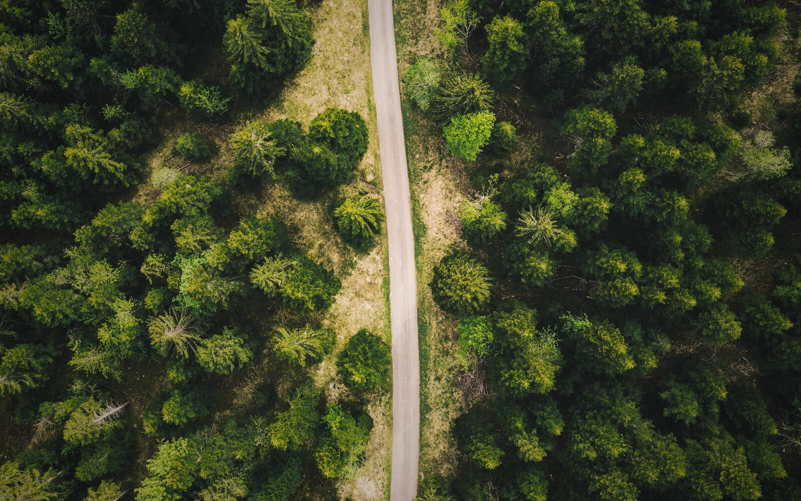 Wallpapers wallpaper long road forest aerial view on the desktop