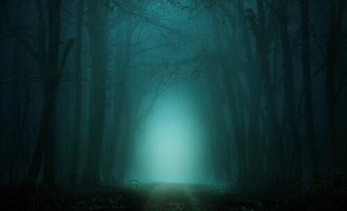 A dark gloomy forest shrouded in fog