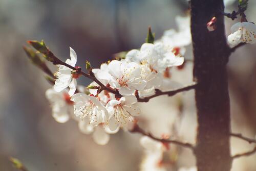 Cherry blossoms on a twig.