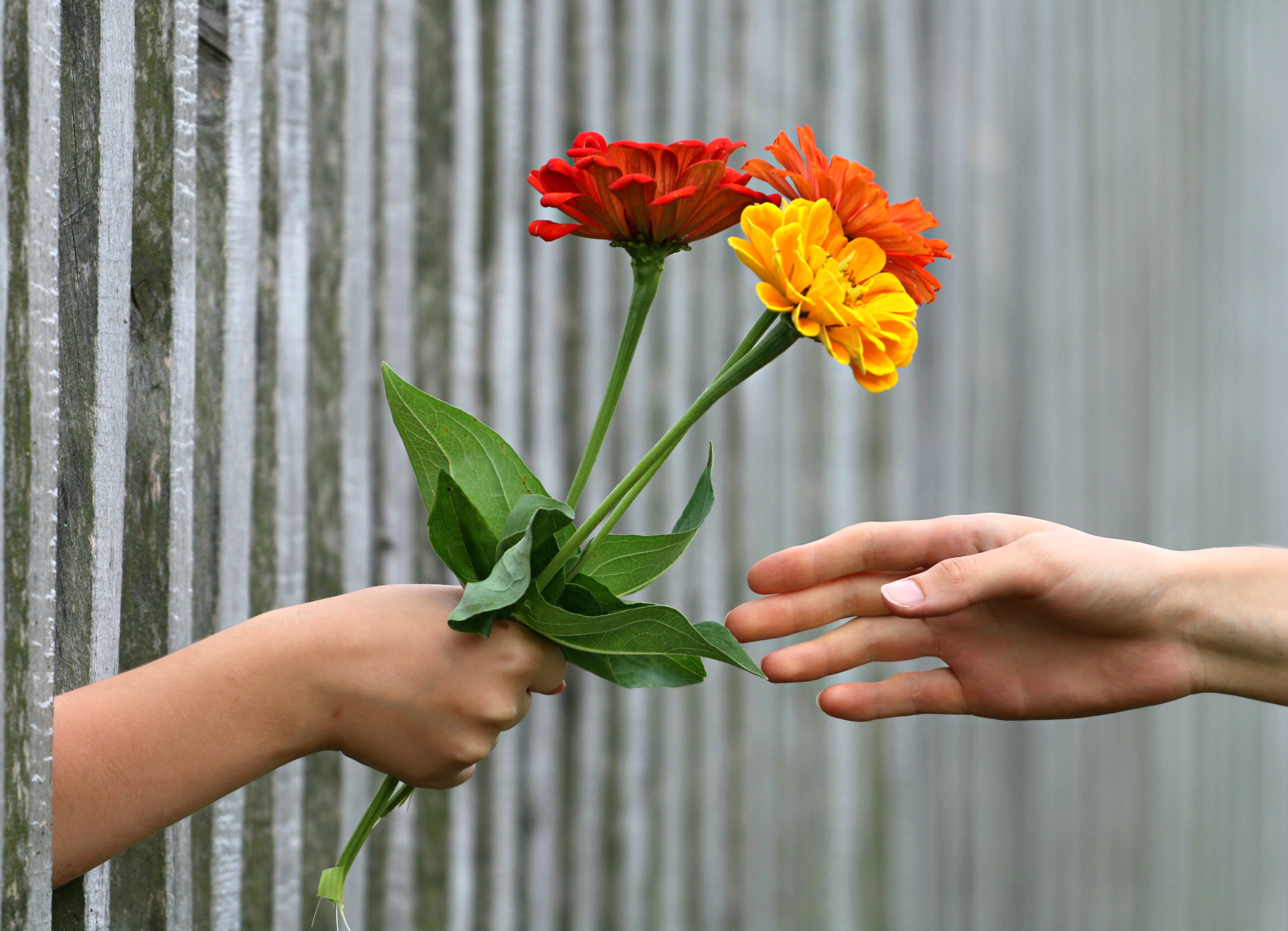 Бережно цветы. Цветок на руку.. Мужская рука с цветами. Цветы в ладонях. Рука дарит цветы.