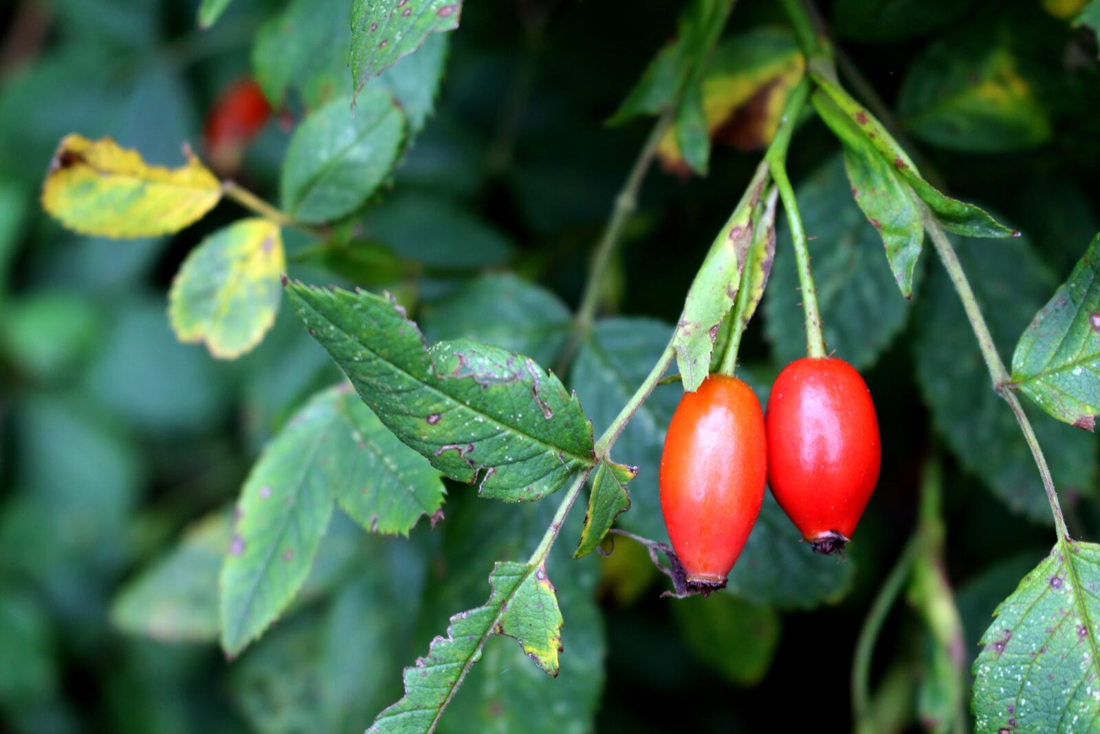 Бесплатное фото Красные ягоды шиповника