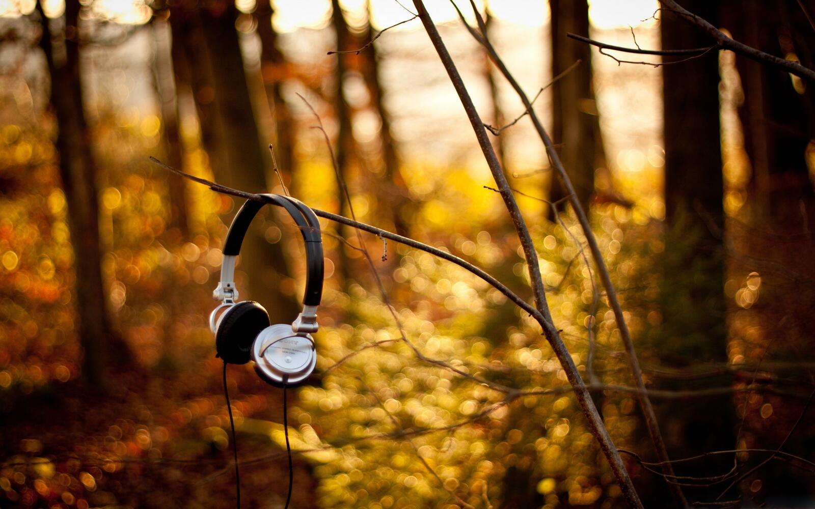 Free photo Forgotten headphones in a tree