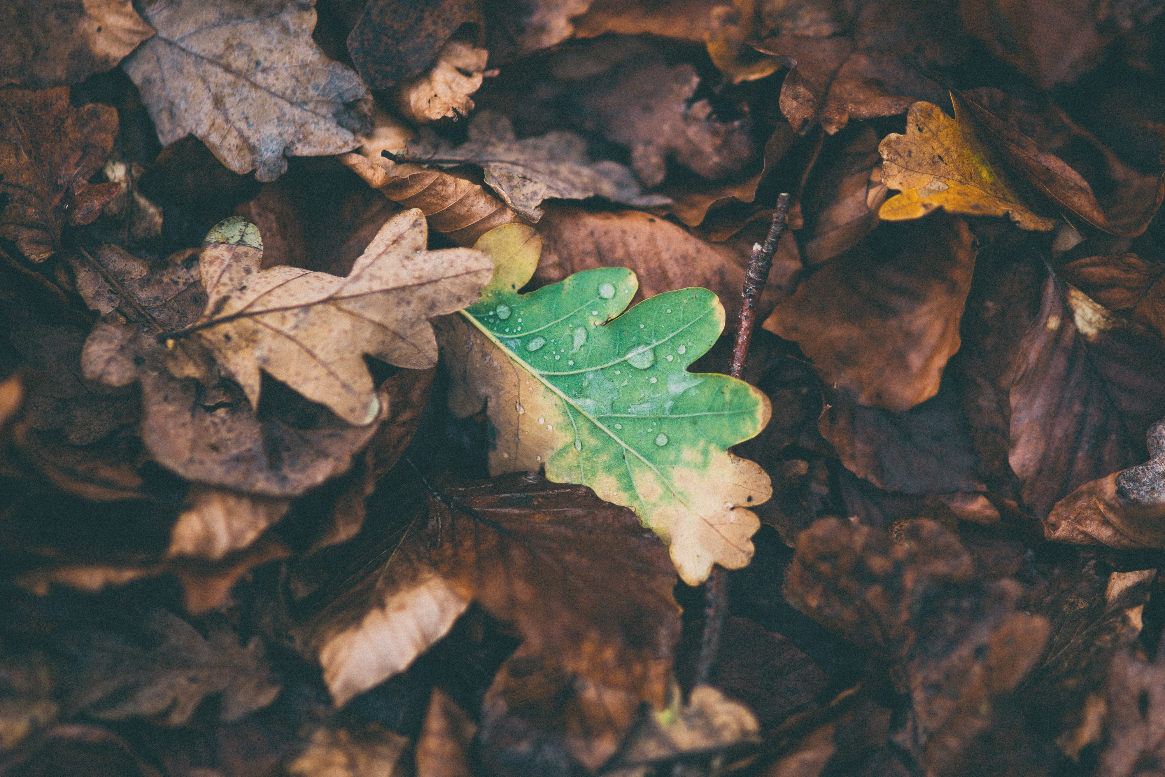 Бесплатное фото Опавшие сухие листья