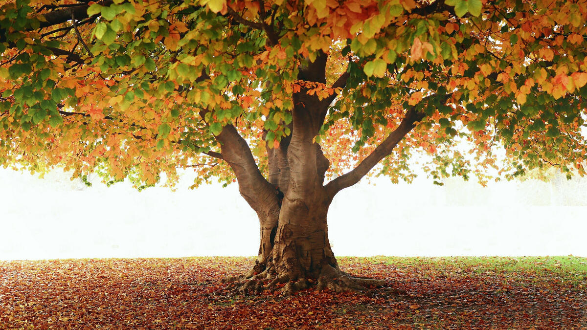 Старое одинокое дерево с осенними цветными листьями