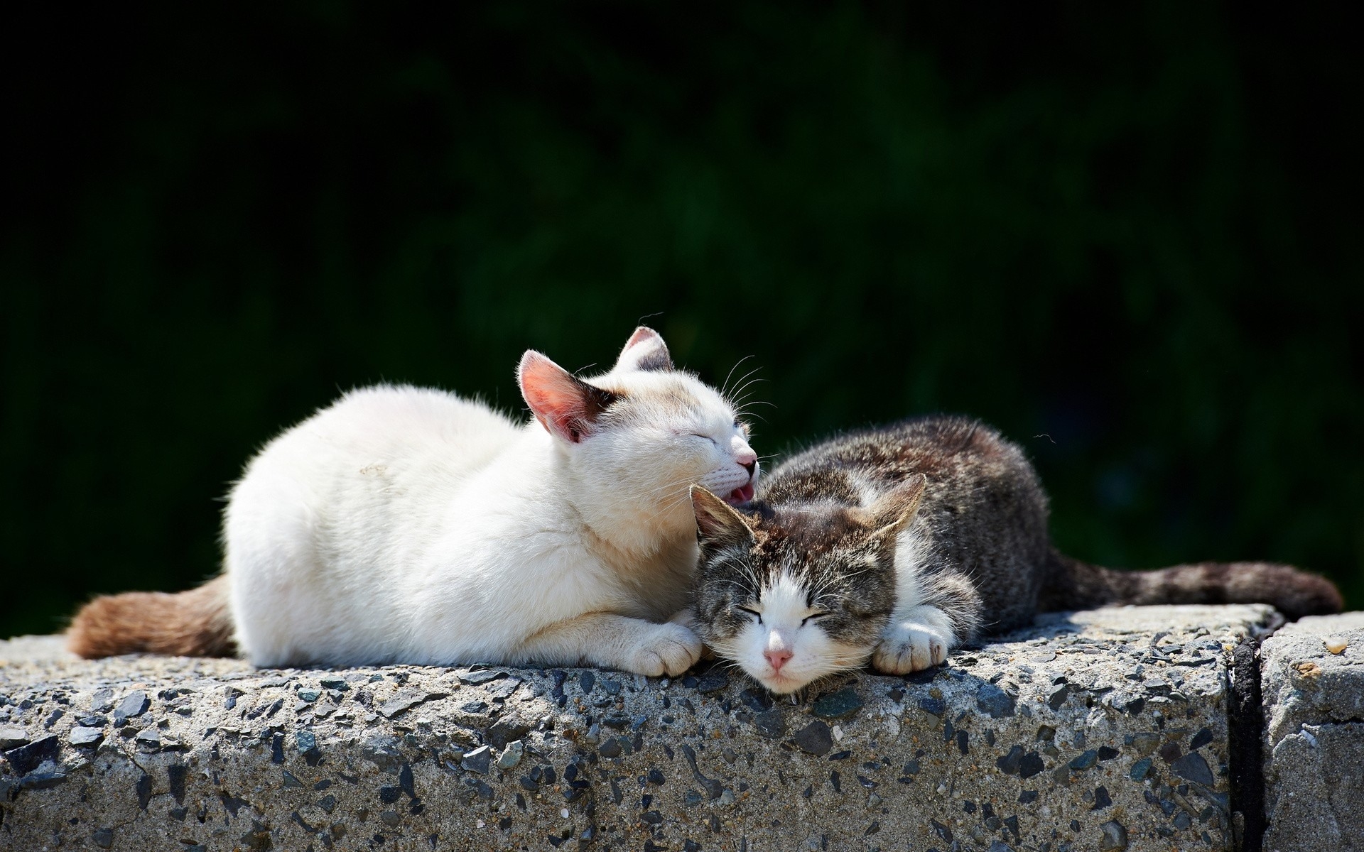 Бесплатное фото Кошки моют друг друга
