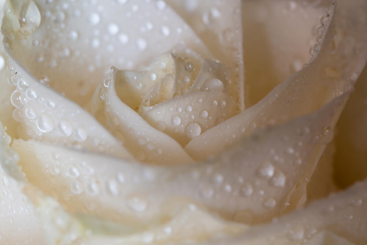 Macro of a white rose