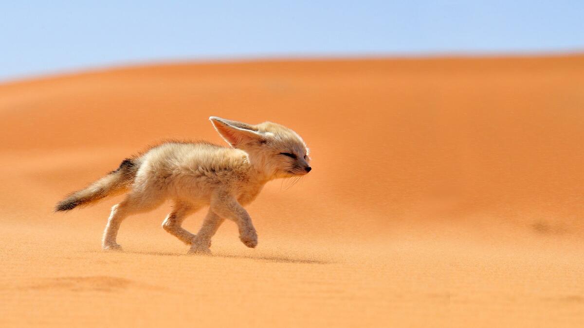 Fenech runs through the desert