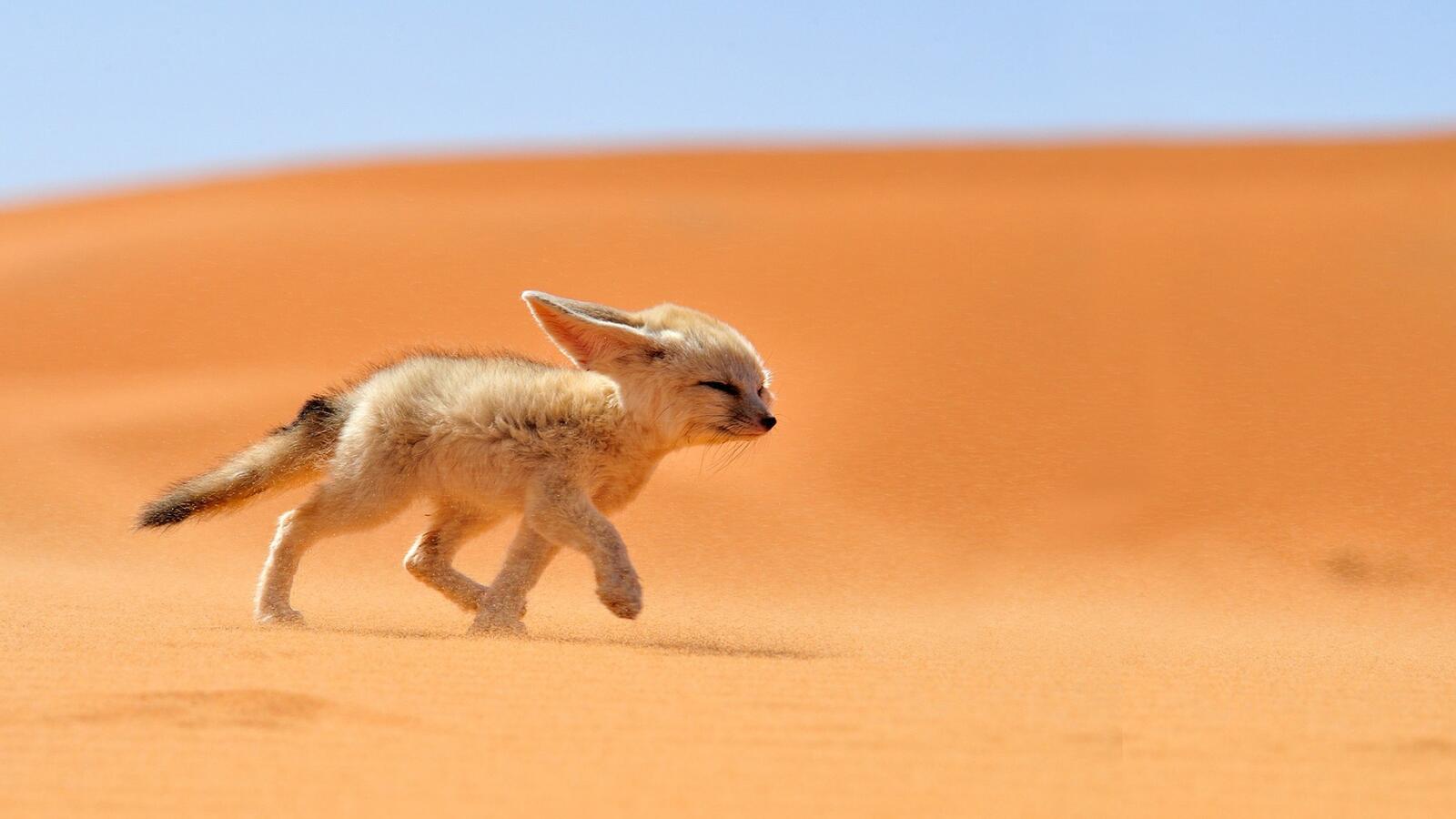 Фенек бежит по пустыне