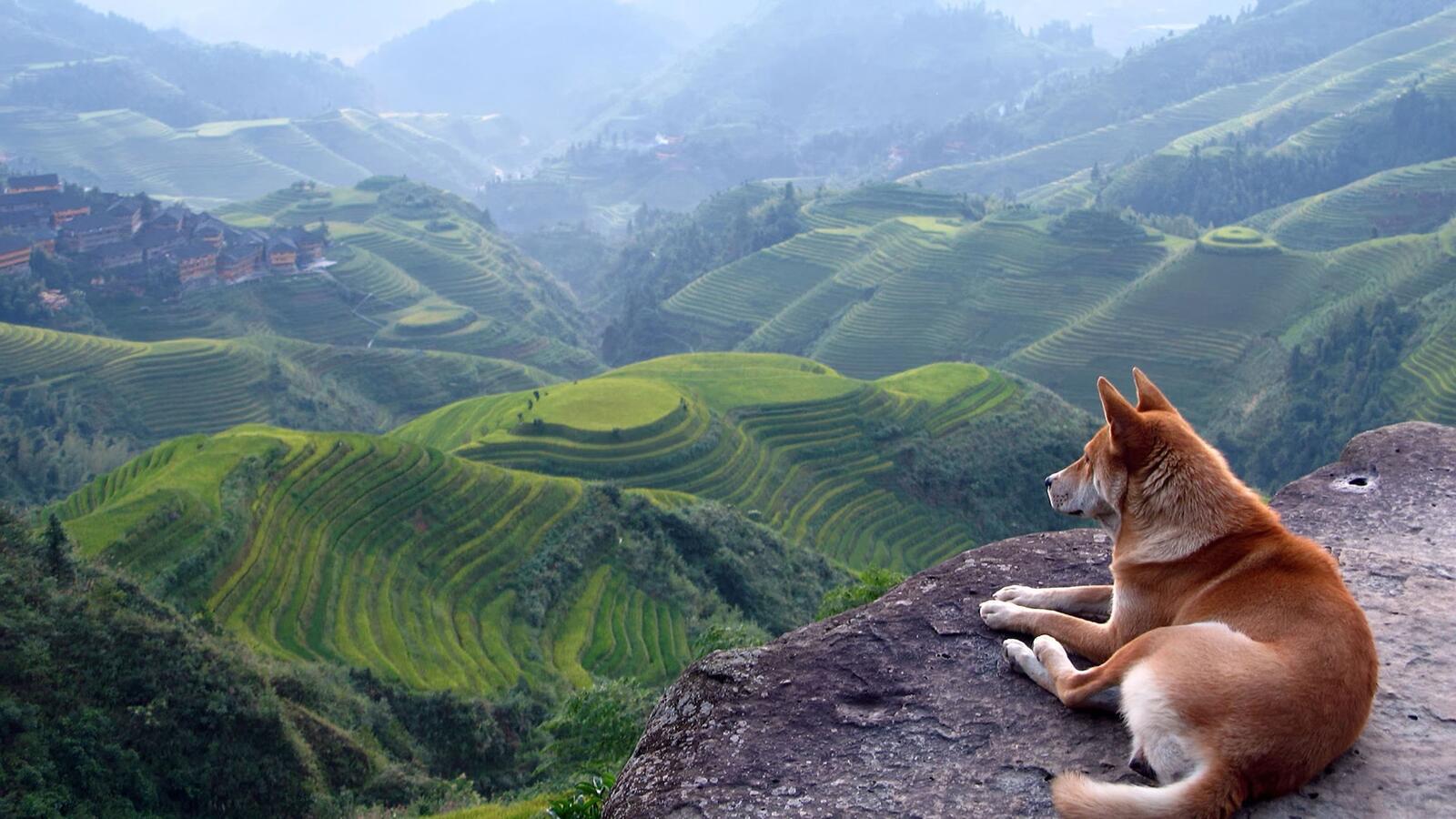 免费照片狗狗躺在悬崖边的岩石上，欣赏着山间美景