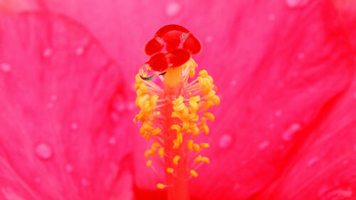 A drop of water on the pistil of a pink flower