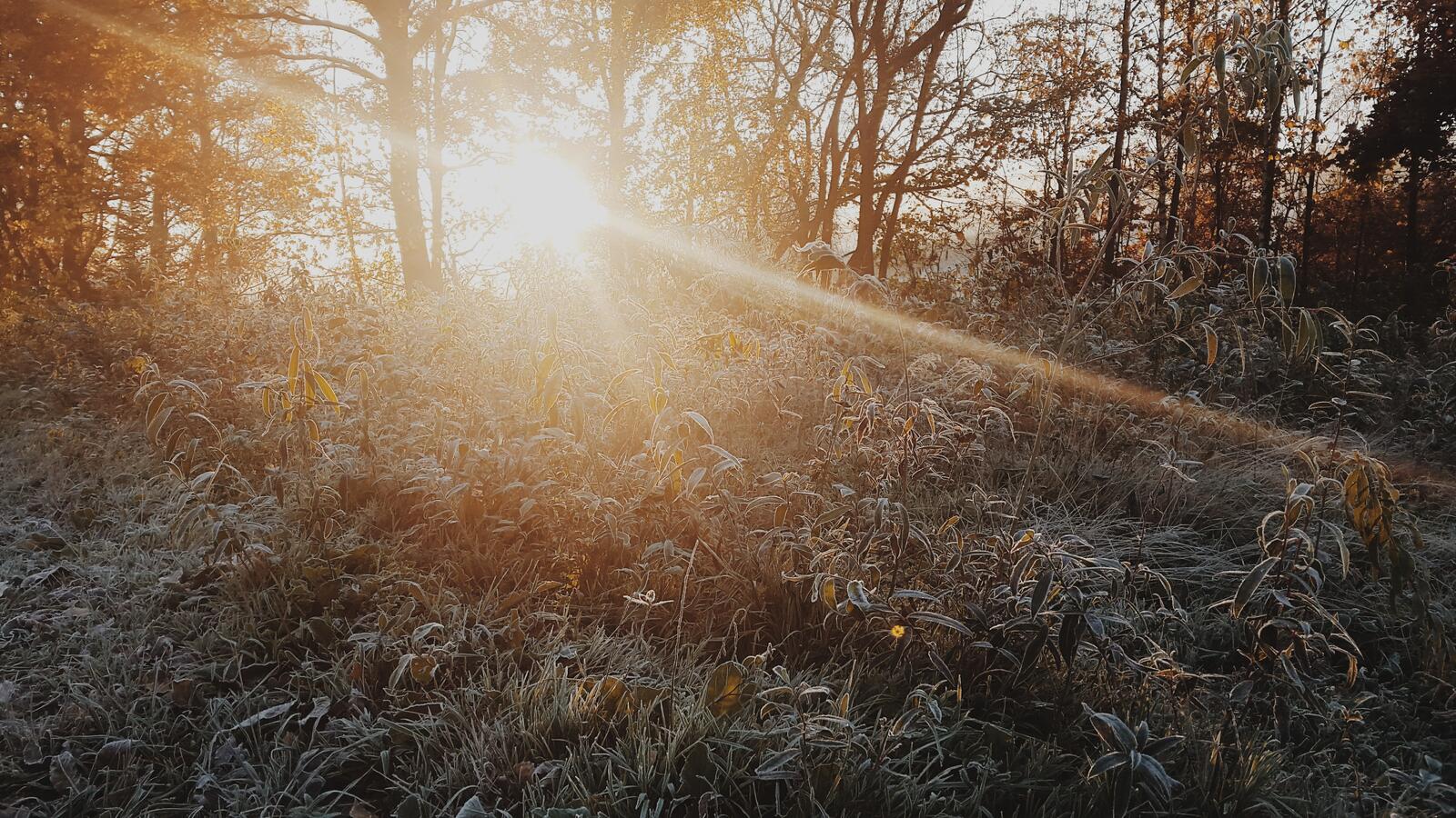 "Солнце в лесу". Пожухлая трава. Солнечные лучи. Солнце в тумане.