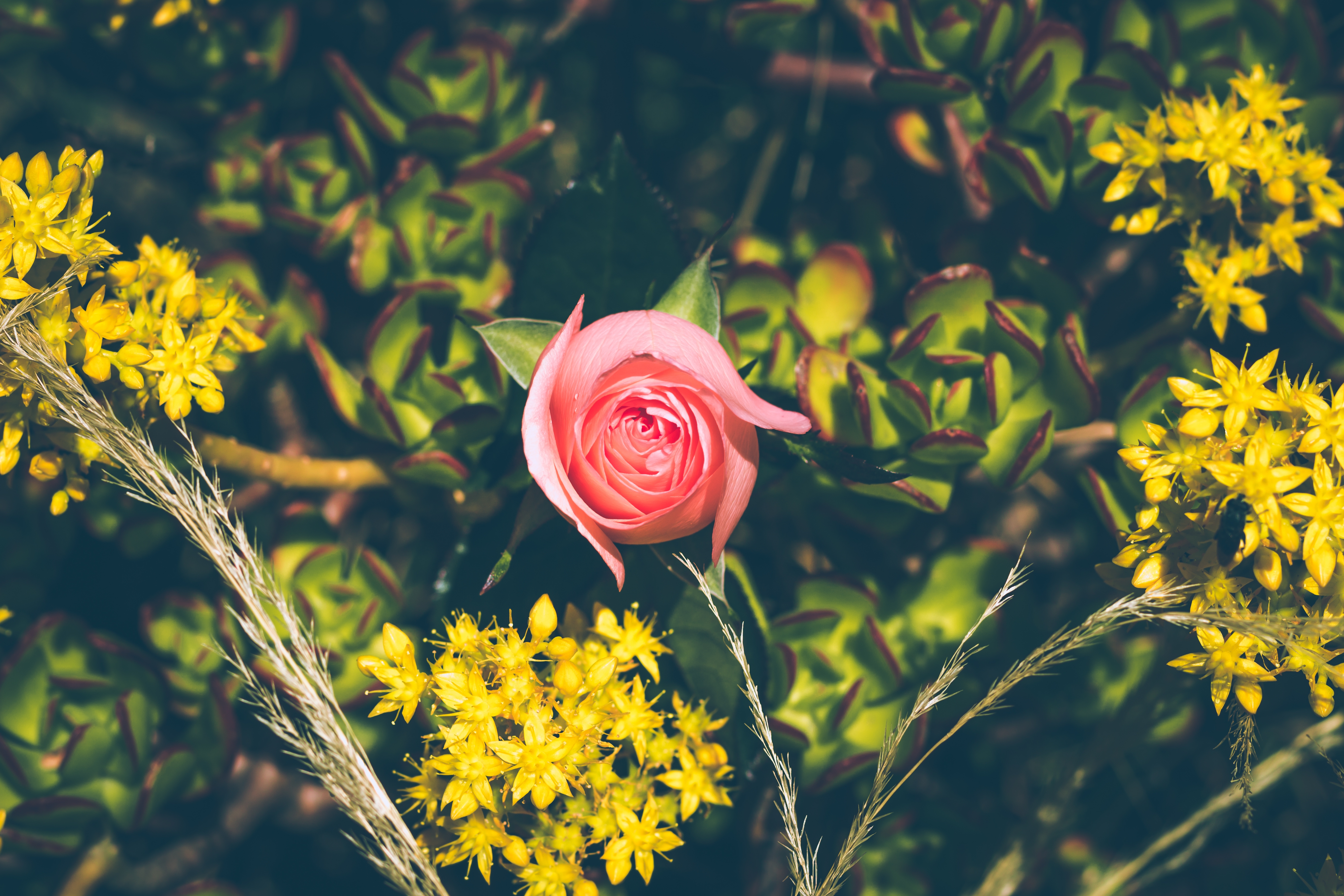 Бесплатное фото Нераскрывшаяся розовая роза