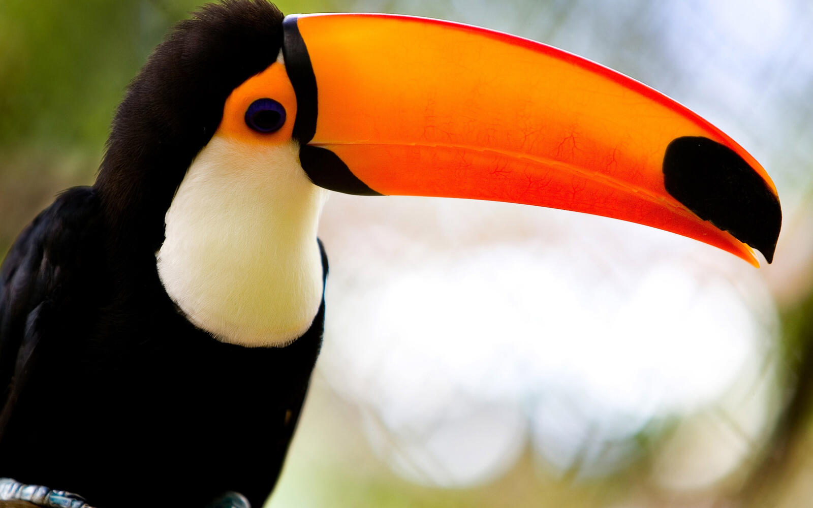 Free photo Close-up of a toucan bird