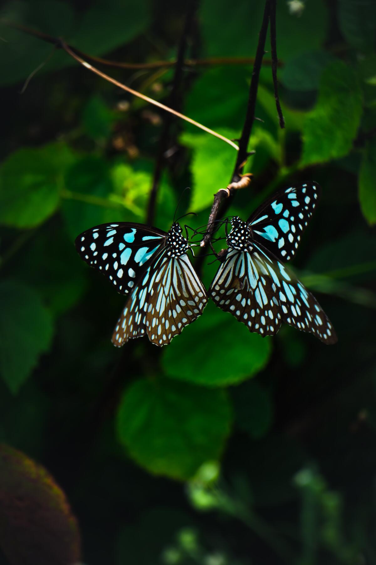 Unusual butterflies with blue wings.