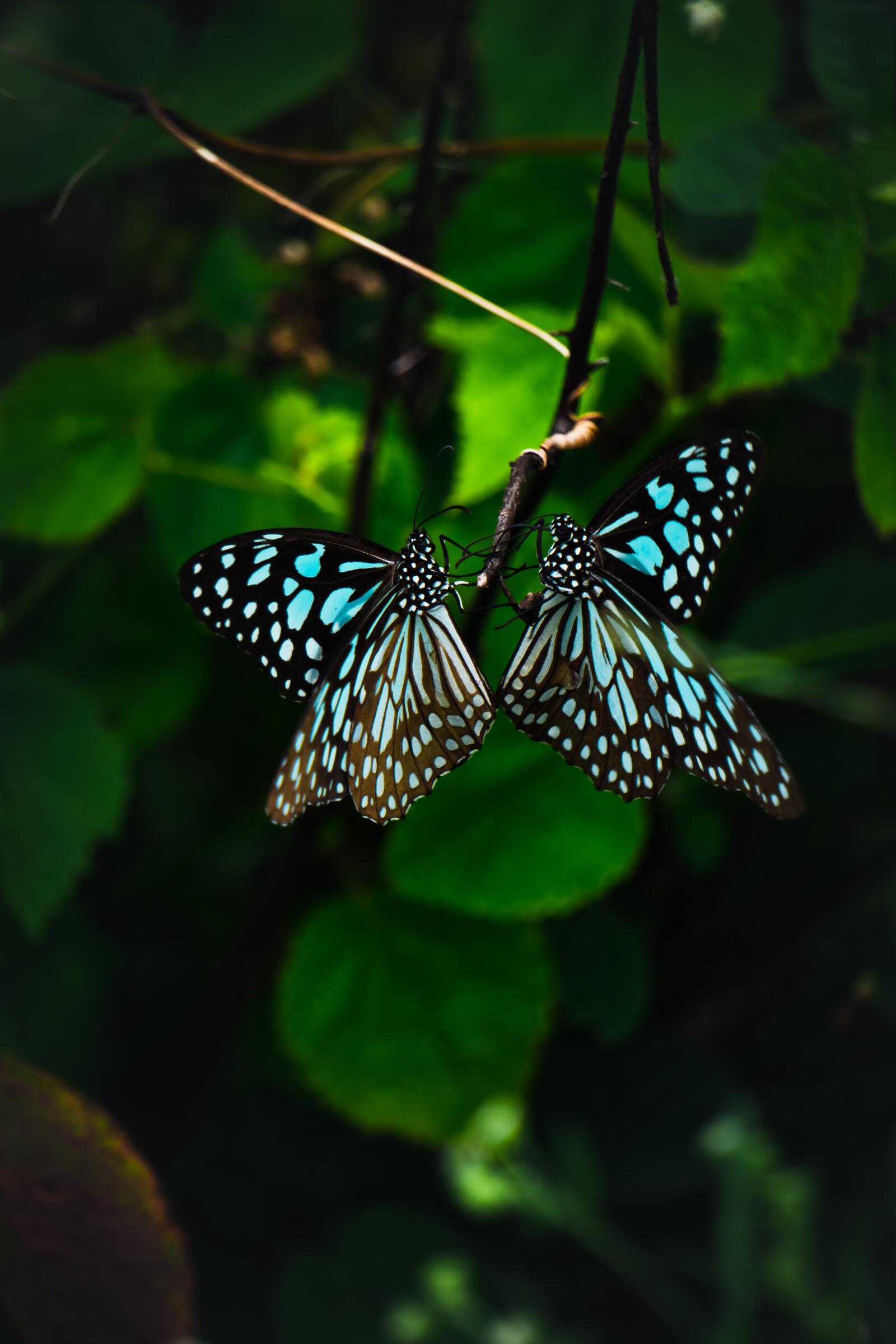 Бесплатное фото Необычные бабочки с голубыми крылышками
