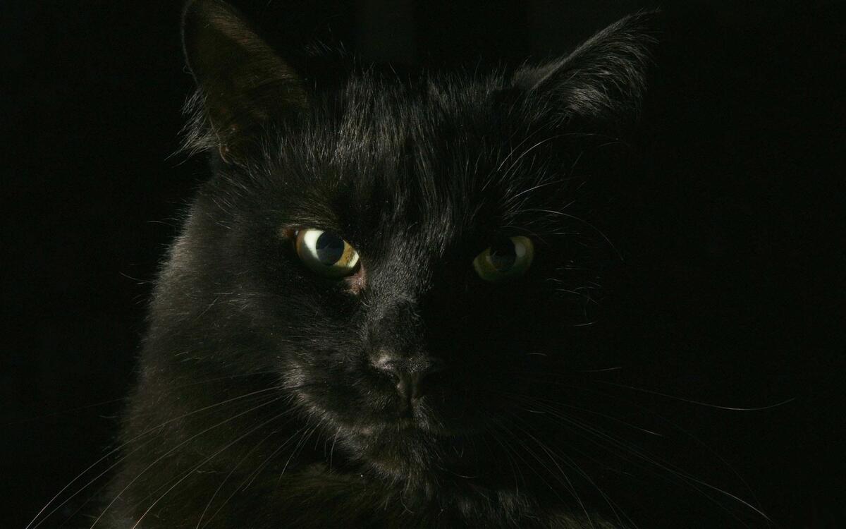 黑背景上的黑猫