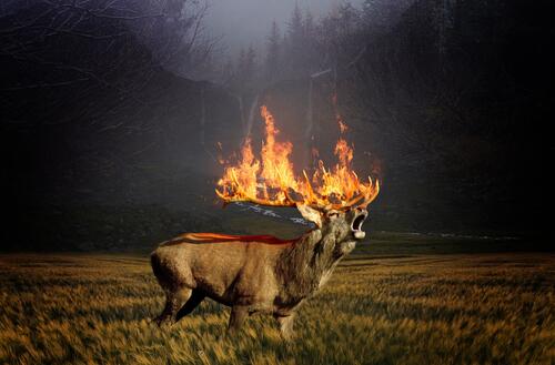 A deer with burning antlers