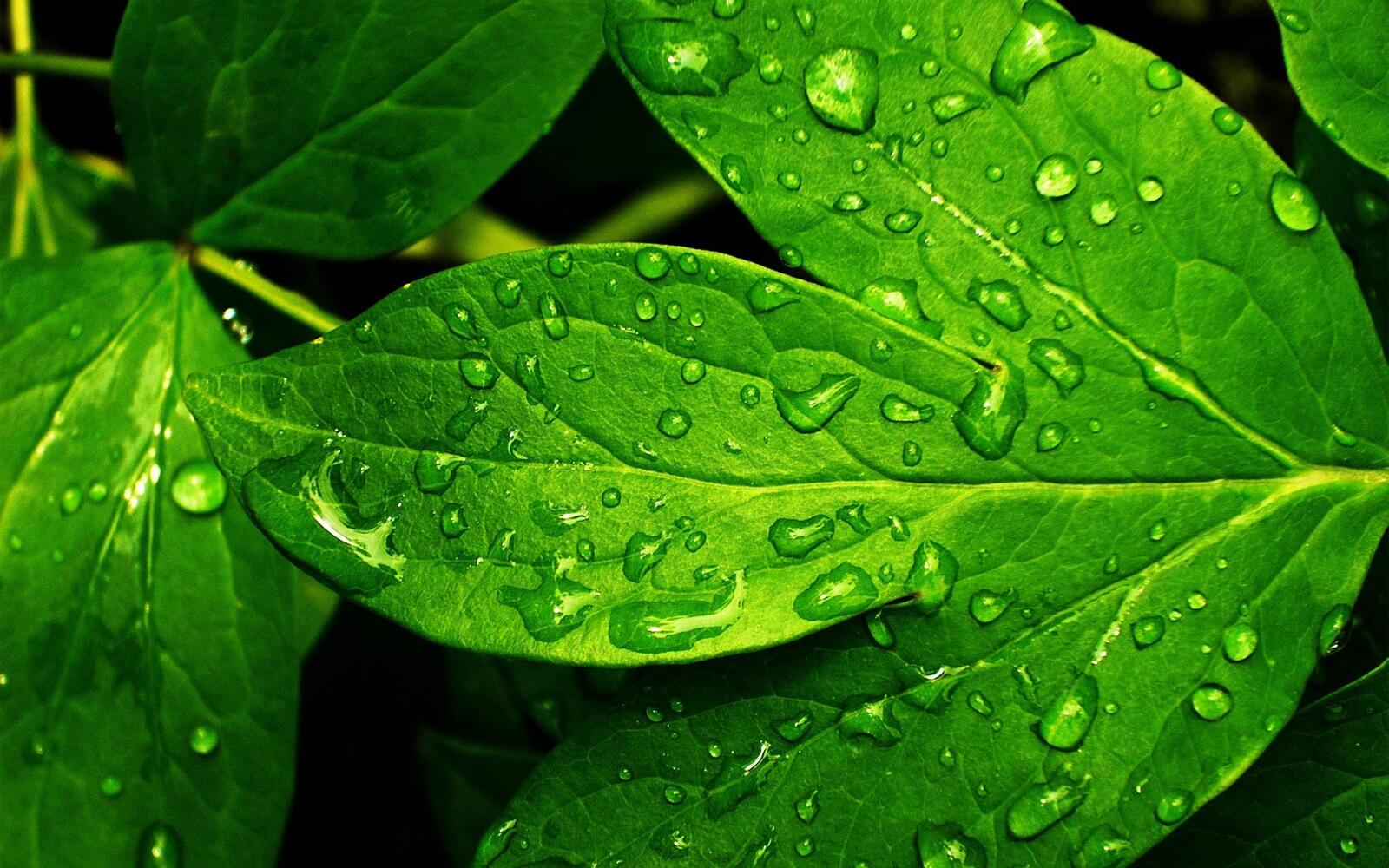 Обои листья зелёный мокрая на рабочий стол