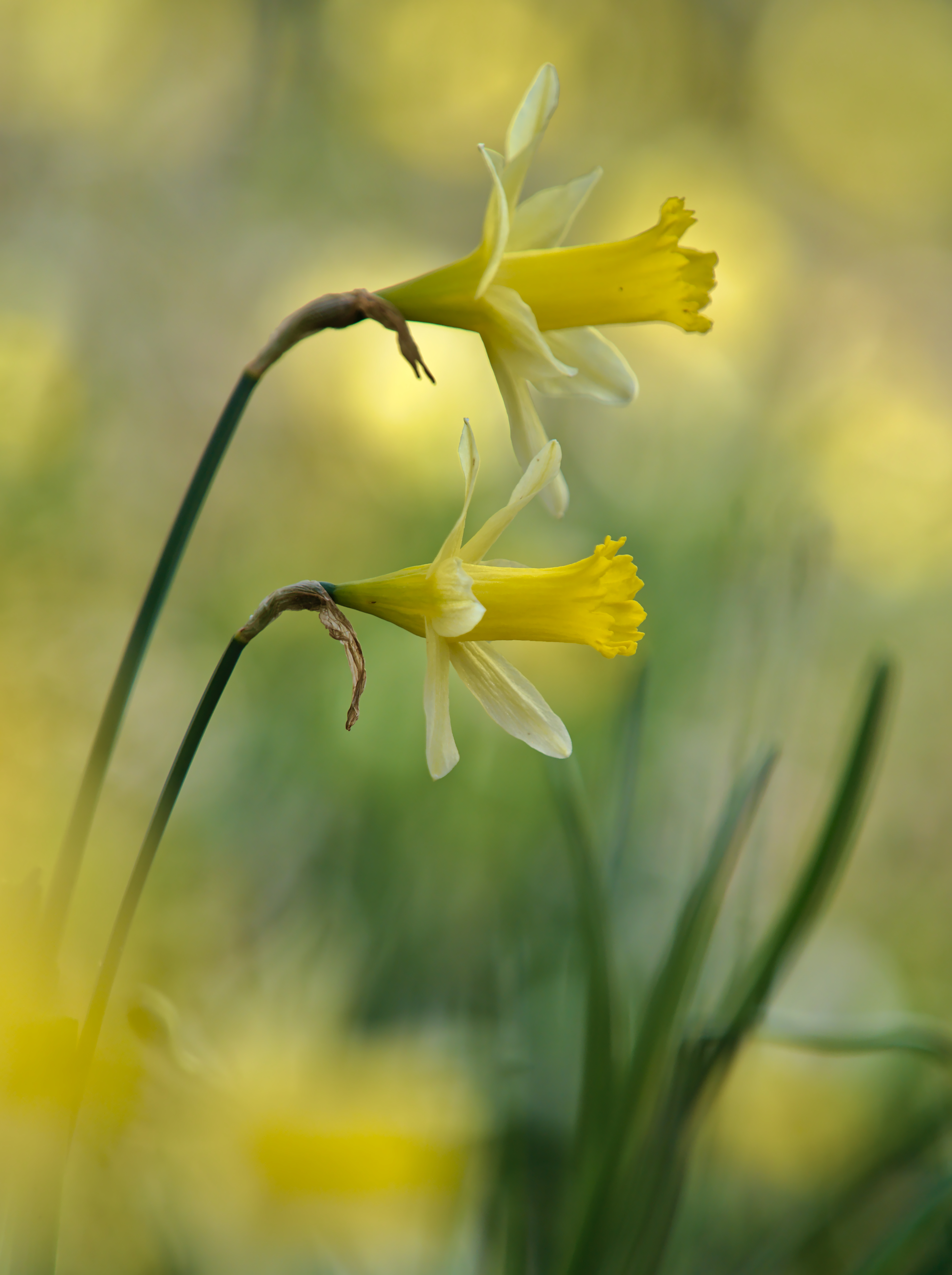 Бесплатное фото Два цветка желтого нарцисса