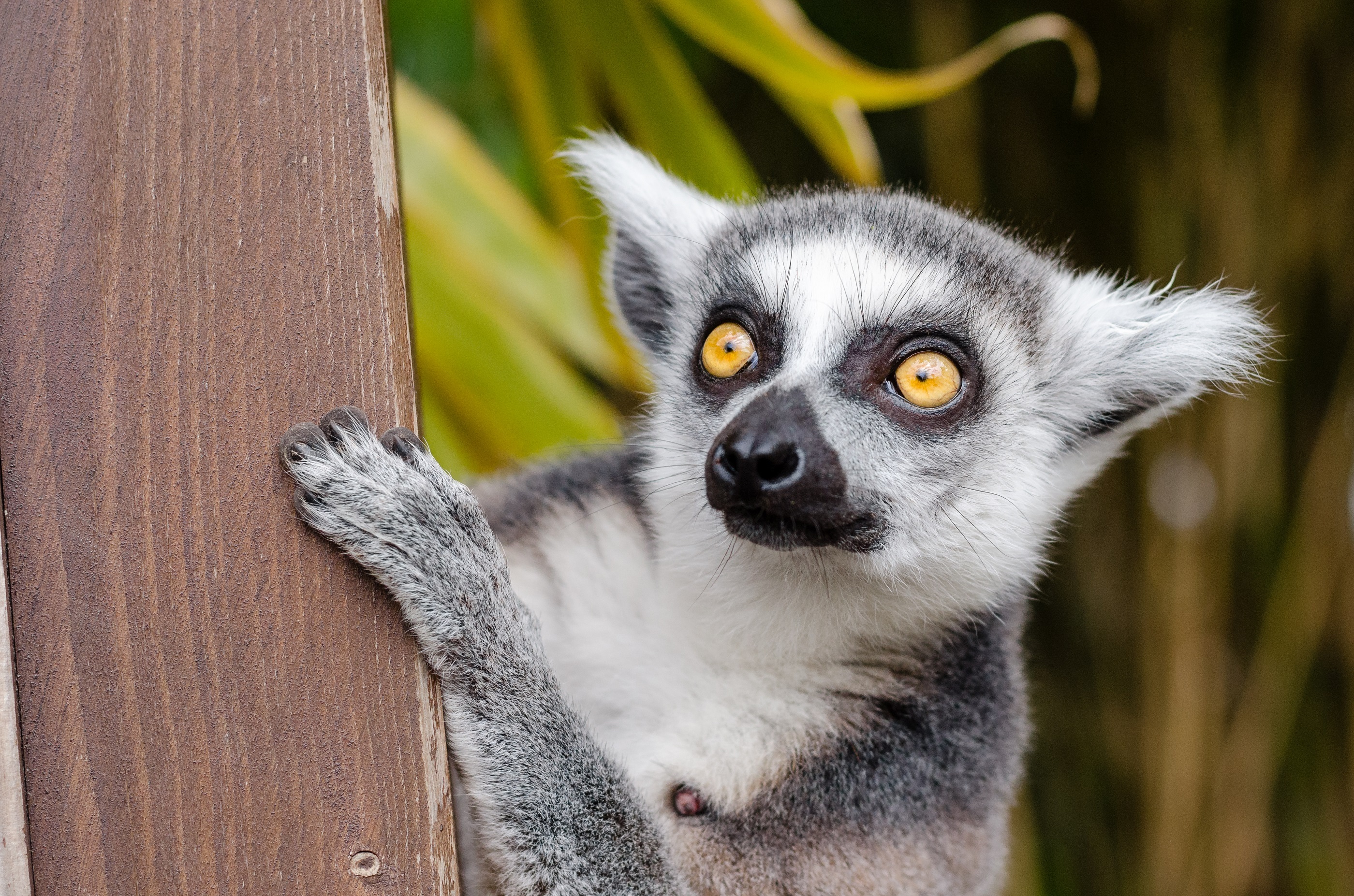 The look of a ring-tailed lemur with yellow eyes