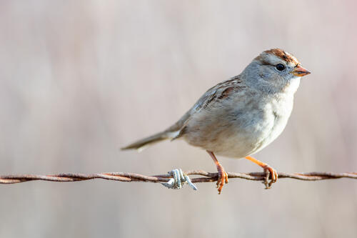A sparrow sits on the barbed wire.