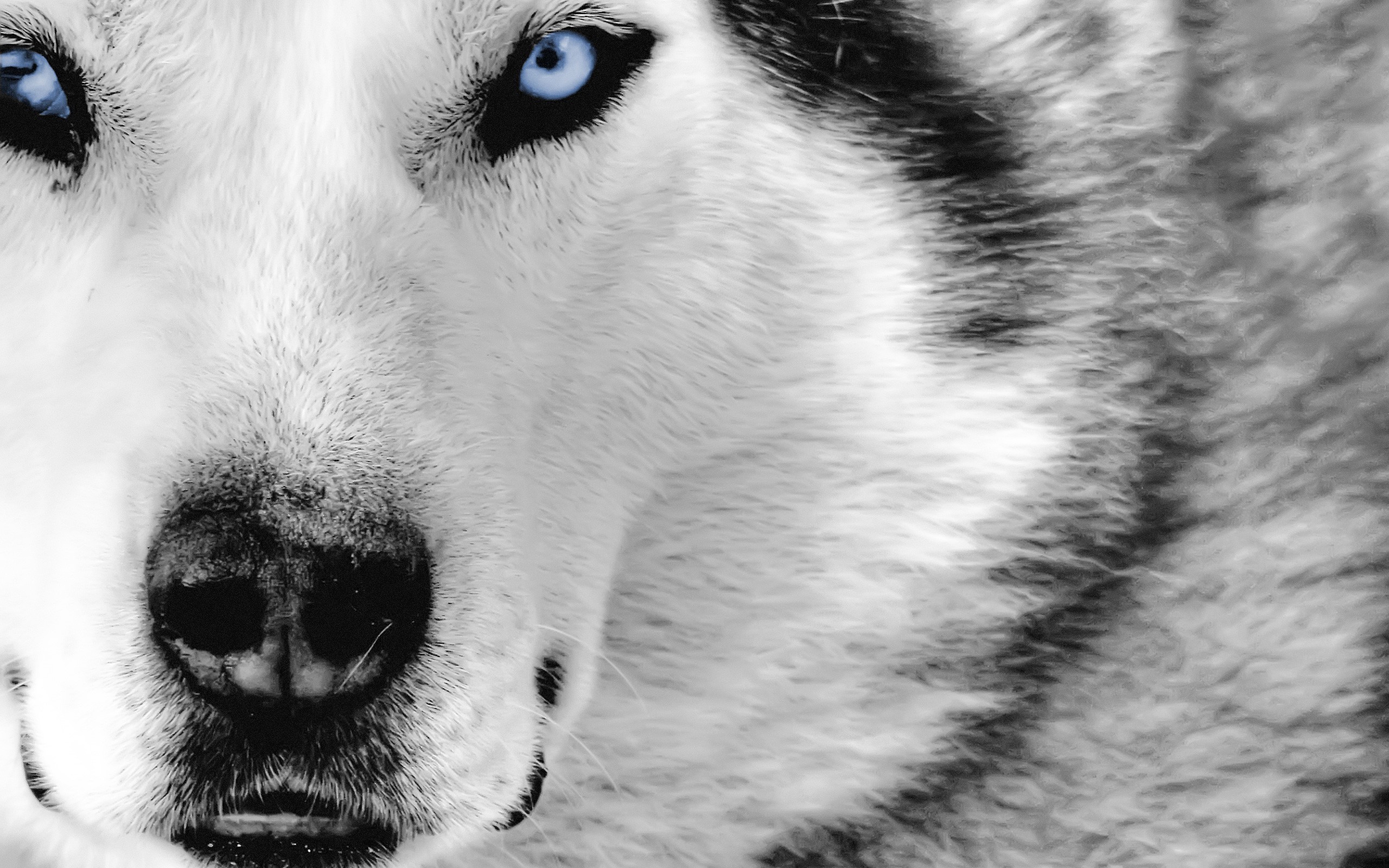 Free photo A Siberian husky stares at the viewer