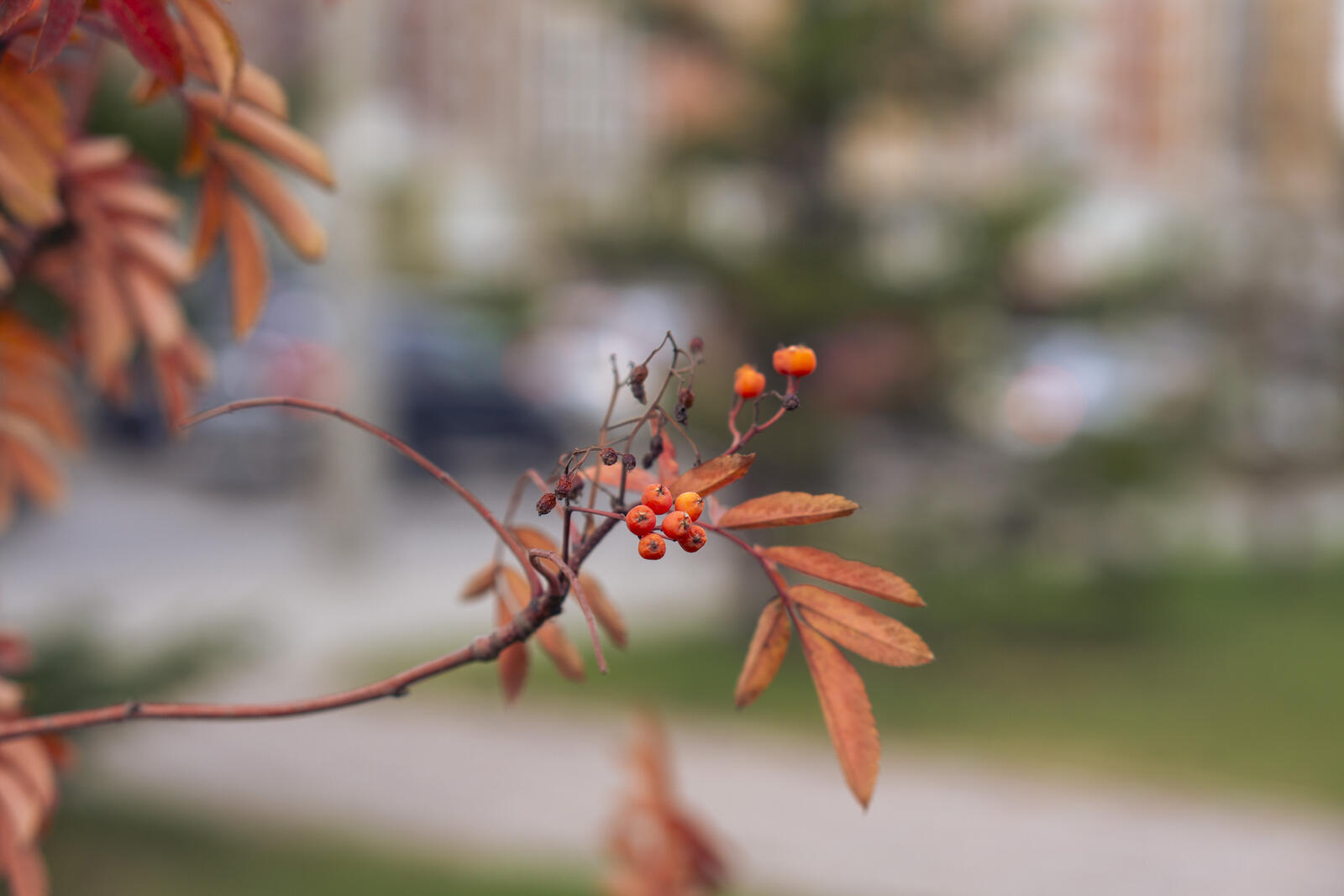 Бесплатное фото Сухие листики на деревьях