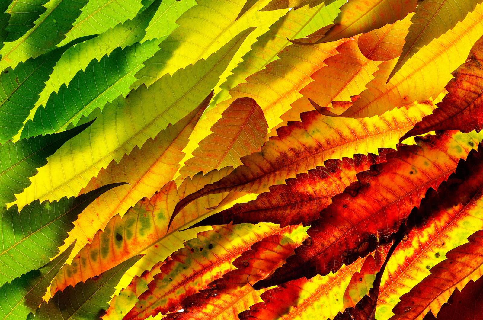 Бесплатное фото Осенние цветные листья