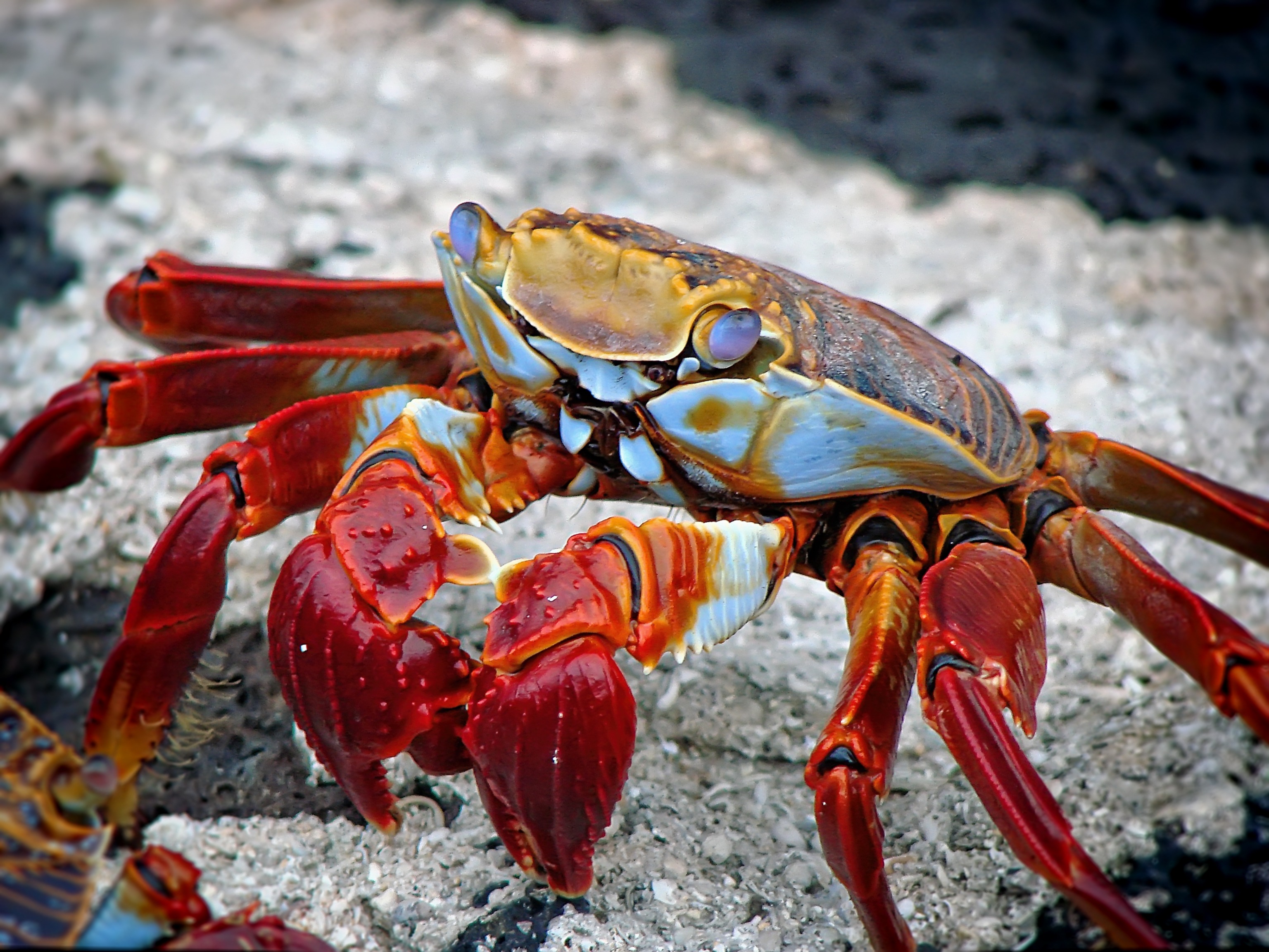 A close-up of a strigoi crab.