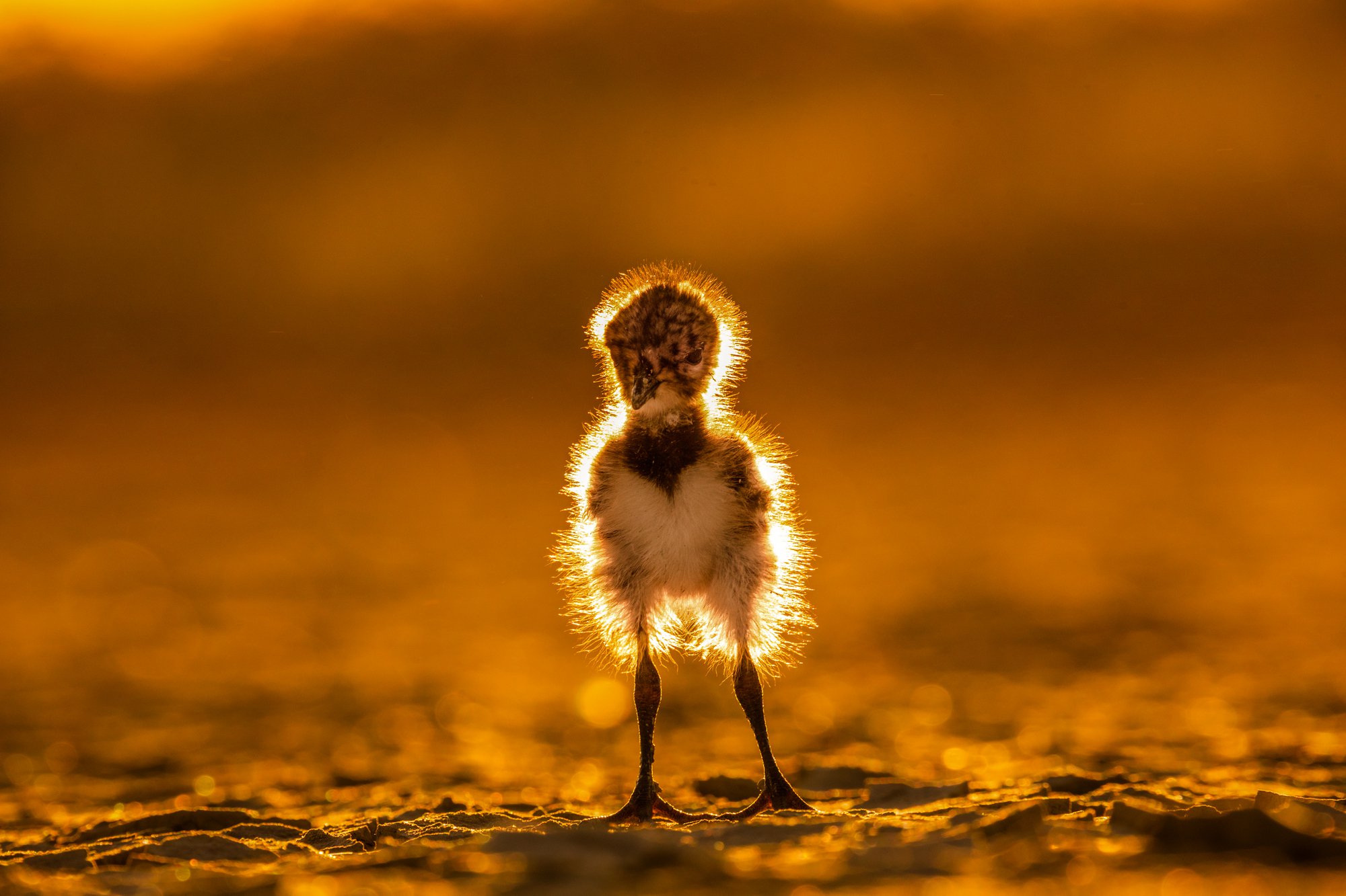 Sun chick at sunset
