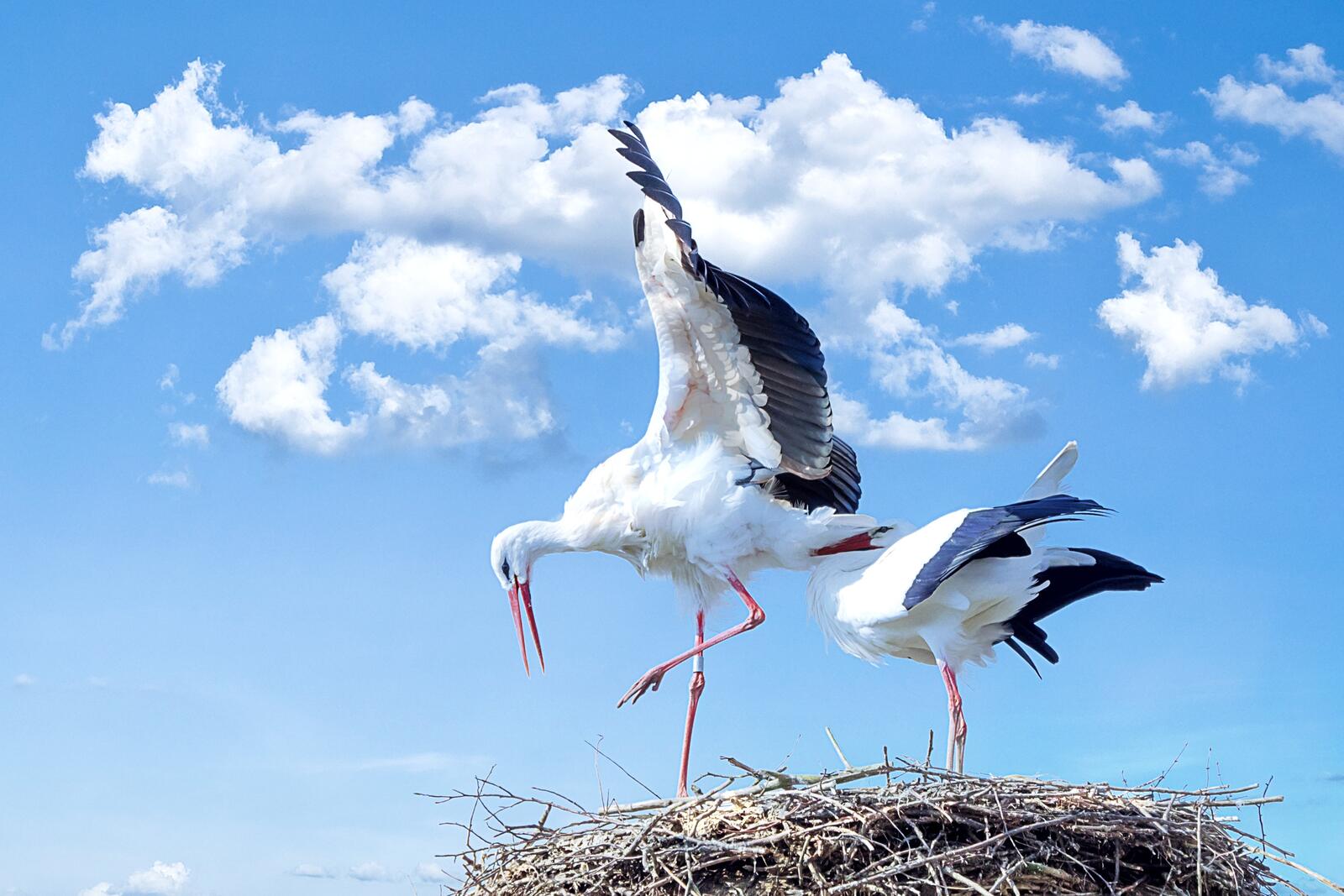 Free photo Storks building a nest