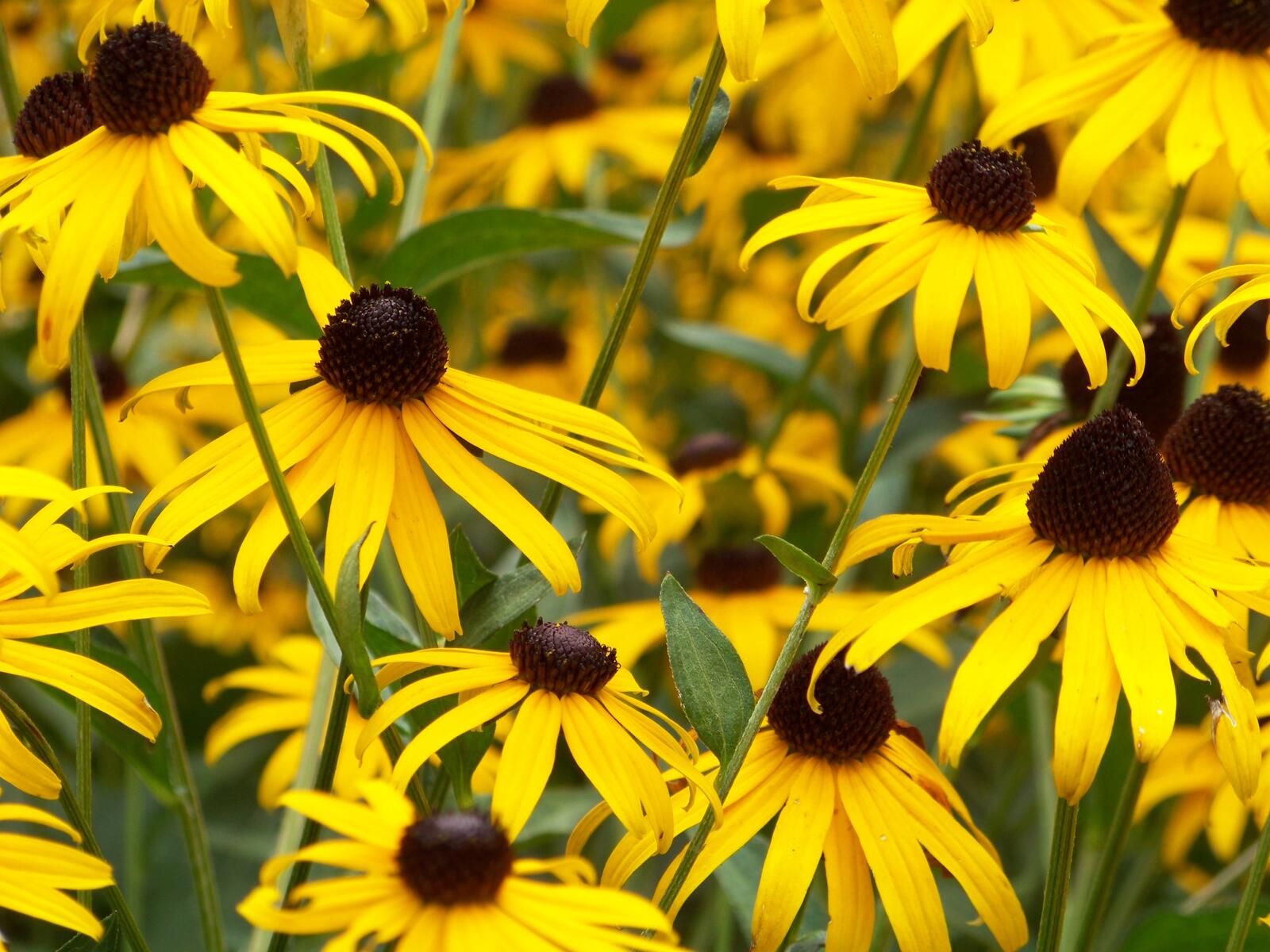 Бесплатное фото Луговые желтые цветы
