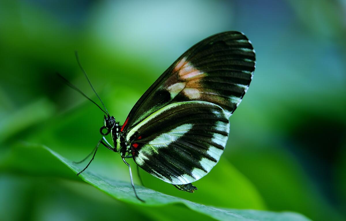 A butterfly with black and white wings sits on a leaf