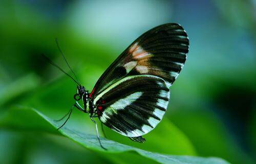 A butterfly with black and white wings sits on a leaf