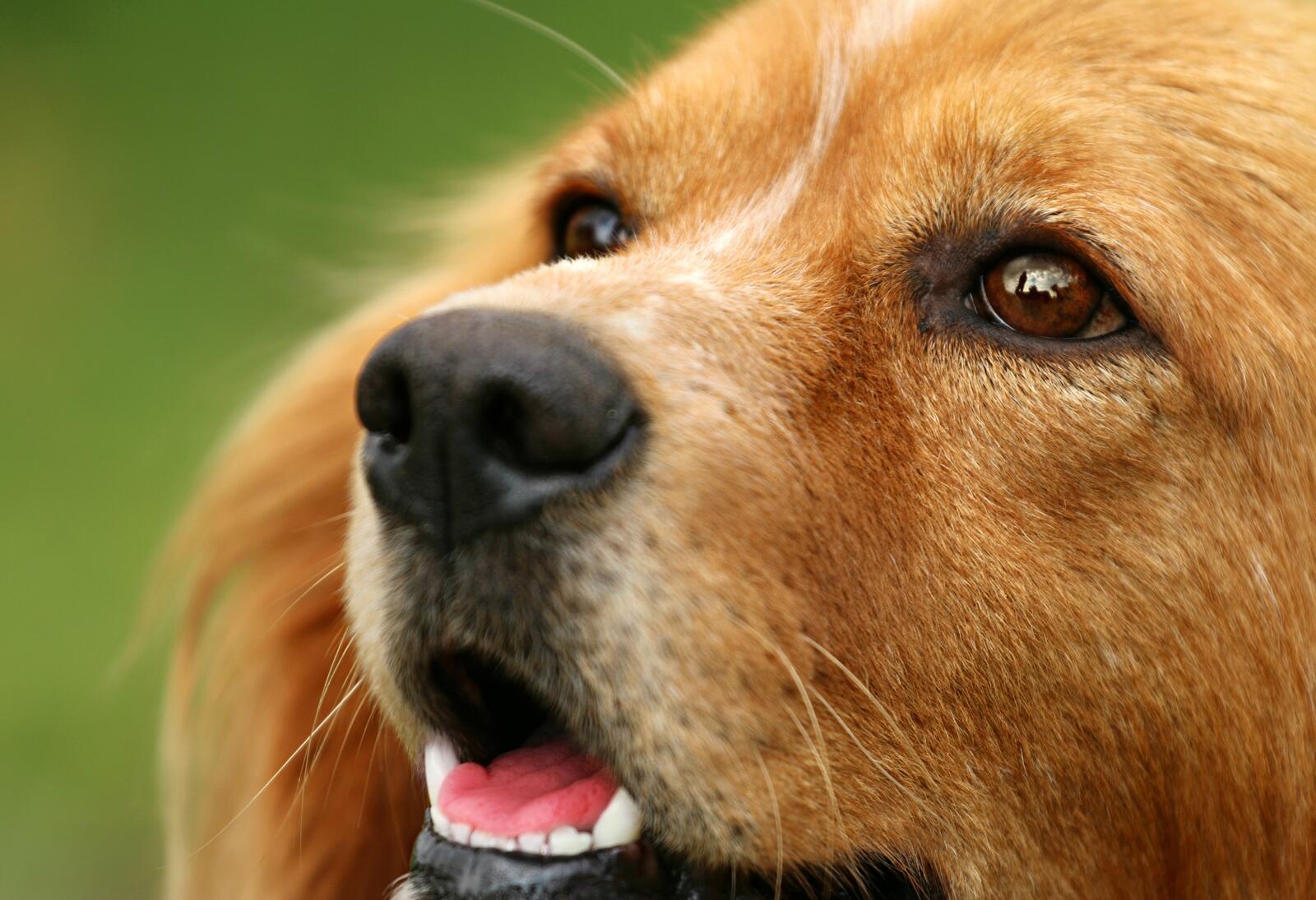 Бесплатное фото Рыжая мордашка собаки