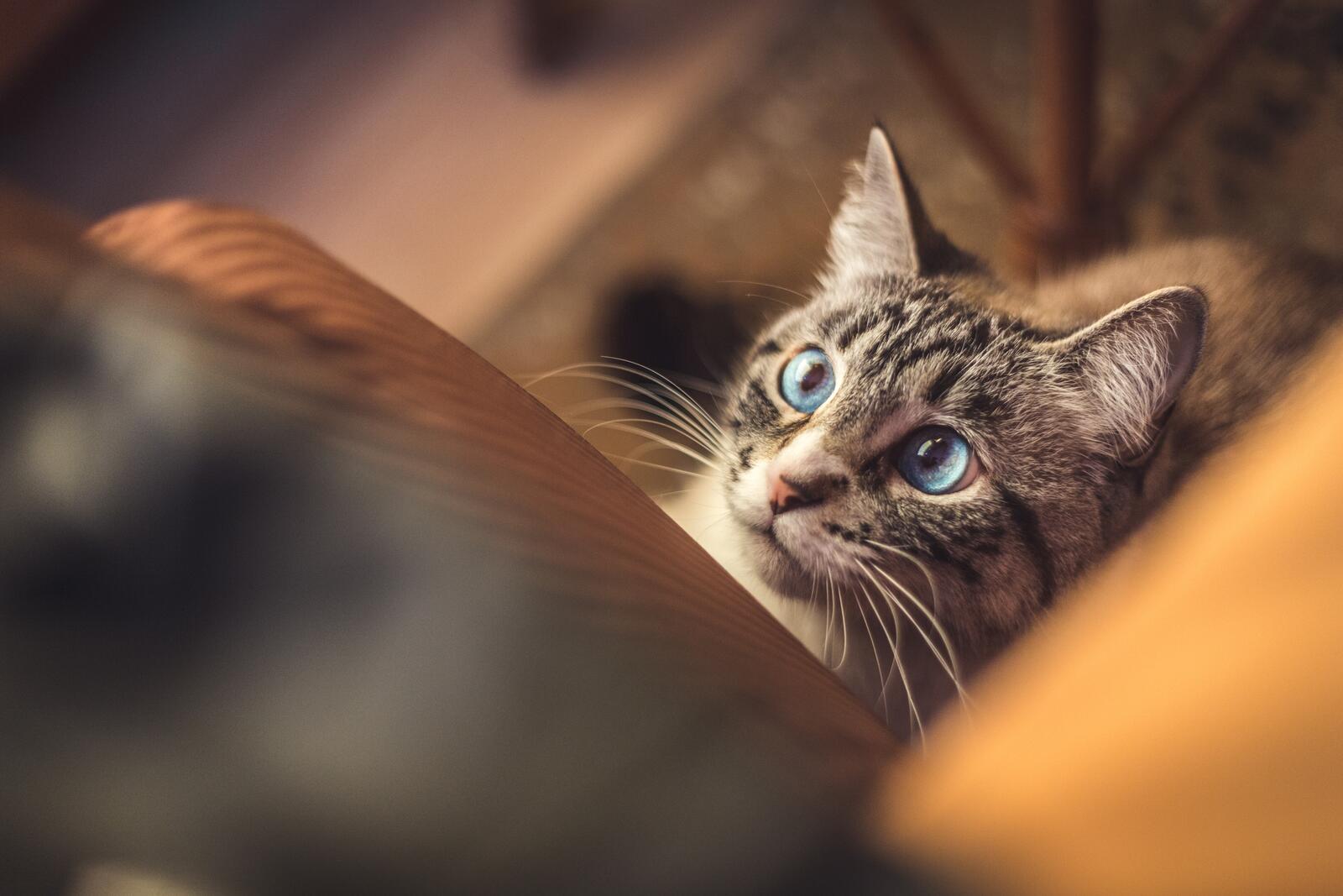 Бесплатное фото Домашний голубоглазый кот