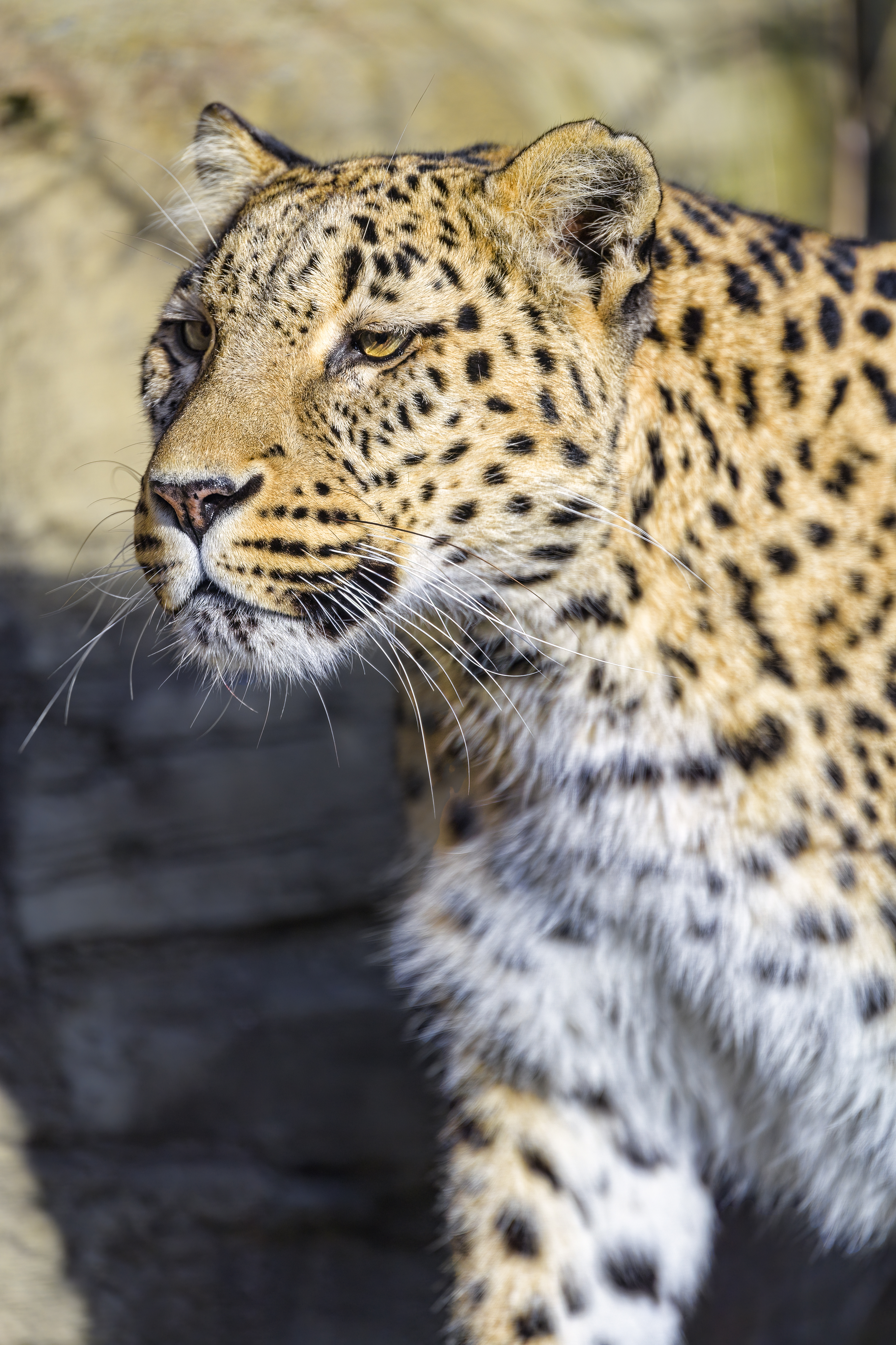 A leopard close-up