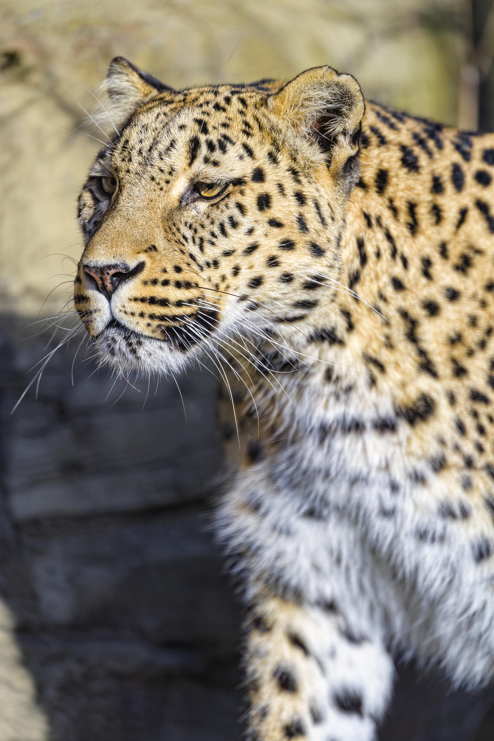 Free photo A leopard close-up
