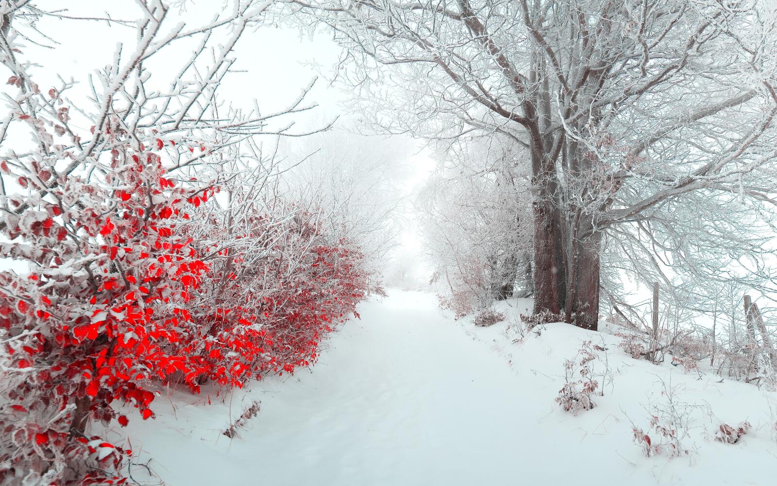 Обои обои снег красные цветы зима на рабочий стол