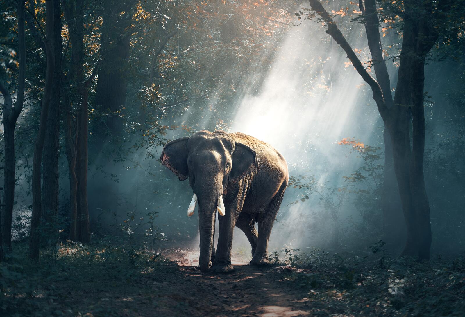Бесплатное фото Слон в лесу под солнечными лучами
