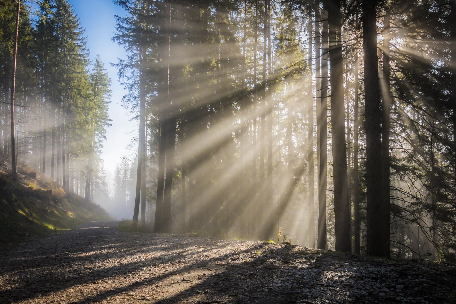 Бесплатное фото солнечное утро в хвойном лесу